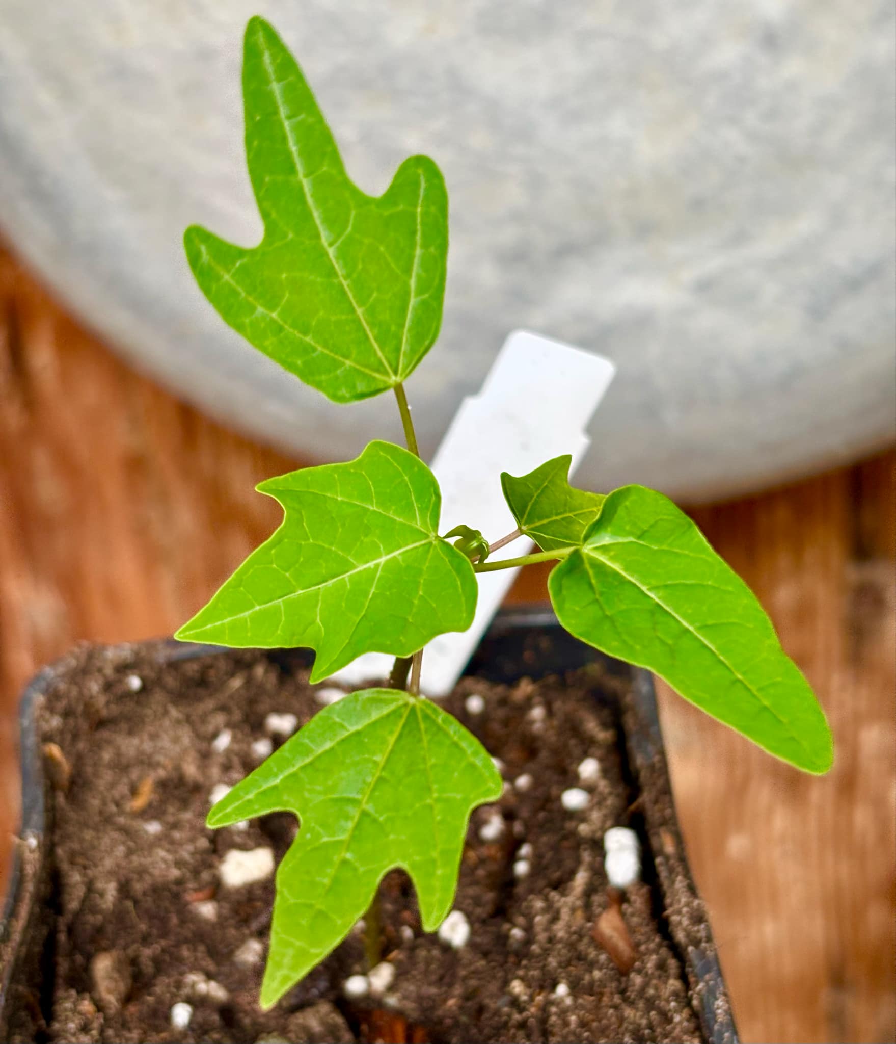 Red Holland Papaya (Carica papaya) - 1 small potted seedling / 1 kleiner, getopfter Sämling