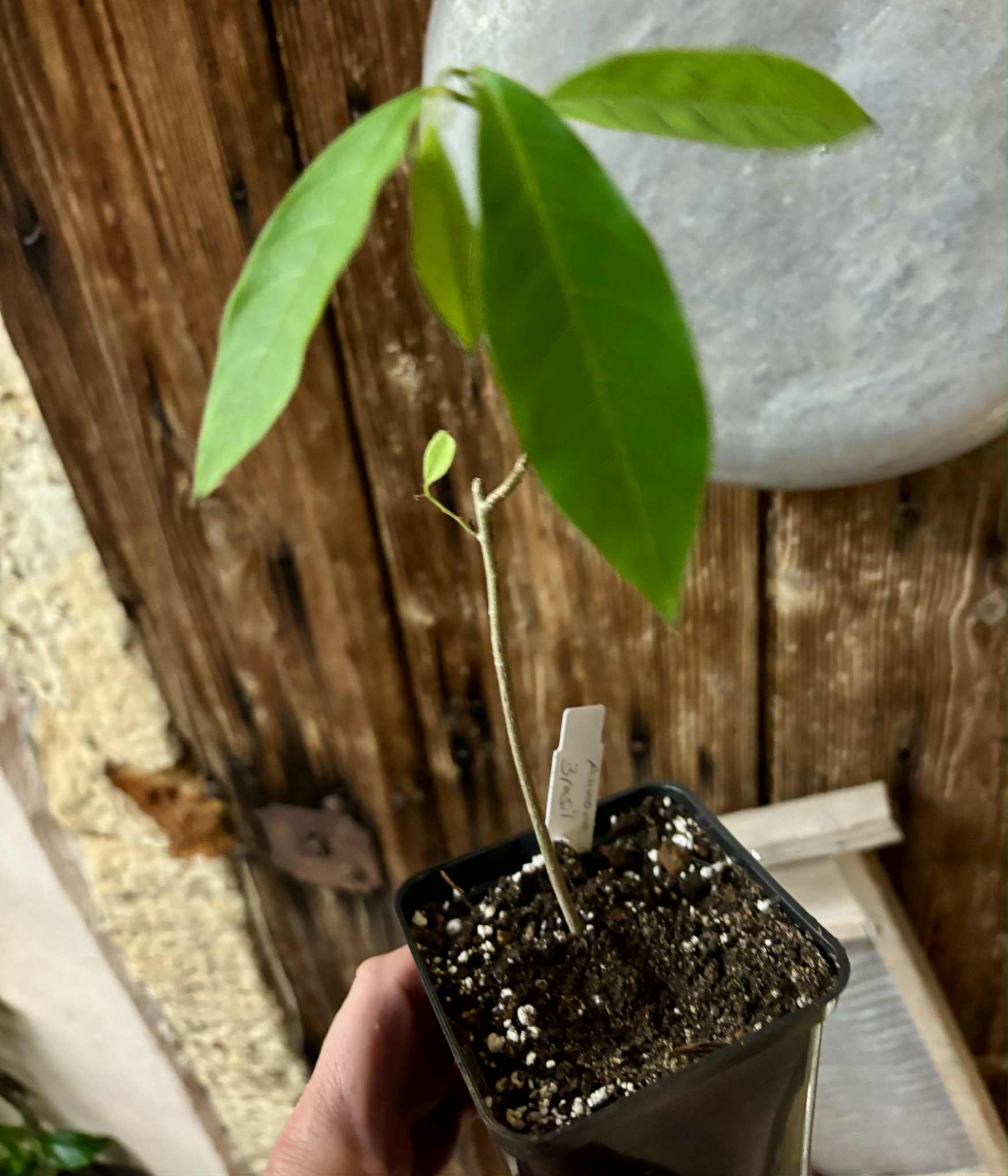 Annona sp. floresta amazônica  - 1 potted plant / 1 getopfte Pflanze