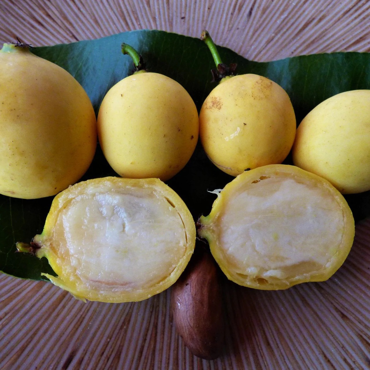 Garcinia sp. Luc's Garcinia - Garcinia sp Mexico - 1 potted plant / 1 getopfte Pflanze