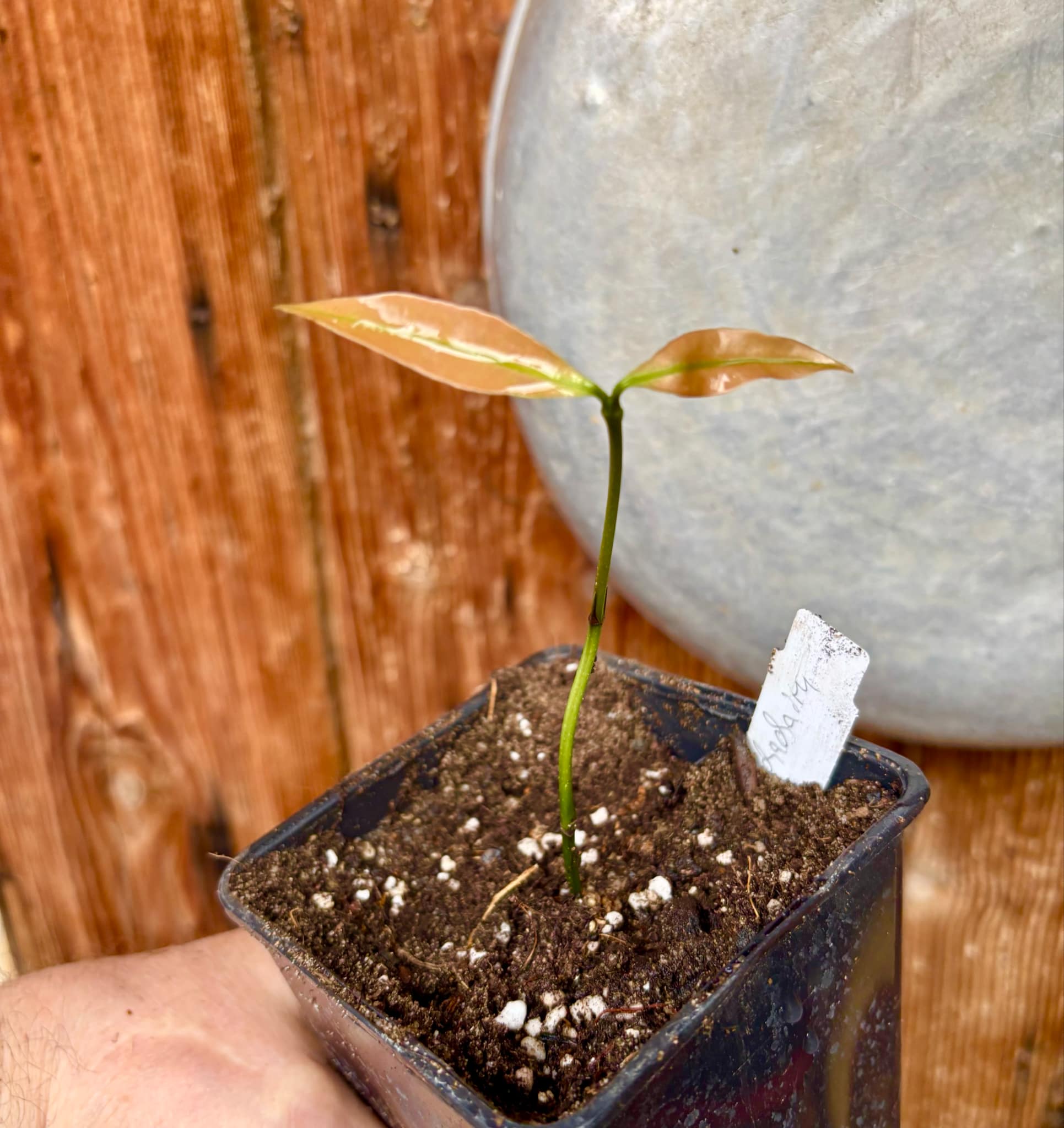 Garcinia humilis  - Achachairu - 1 small potted seedling / 1 kleiner, getopfter Sämling