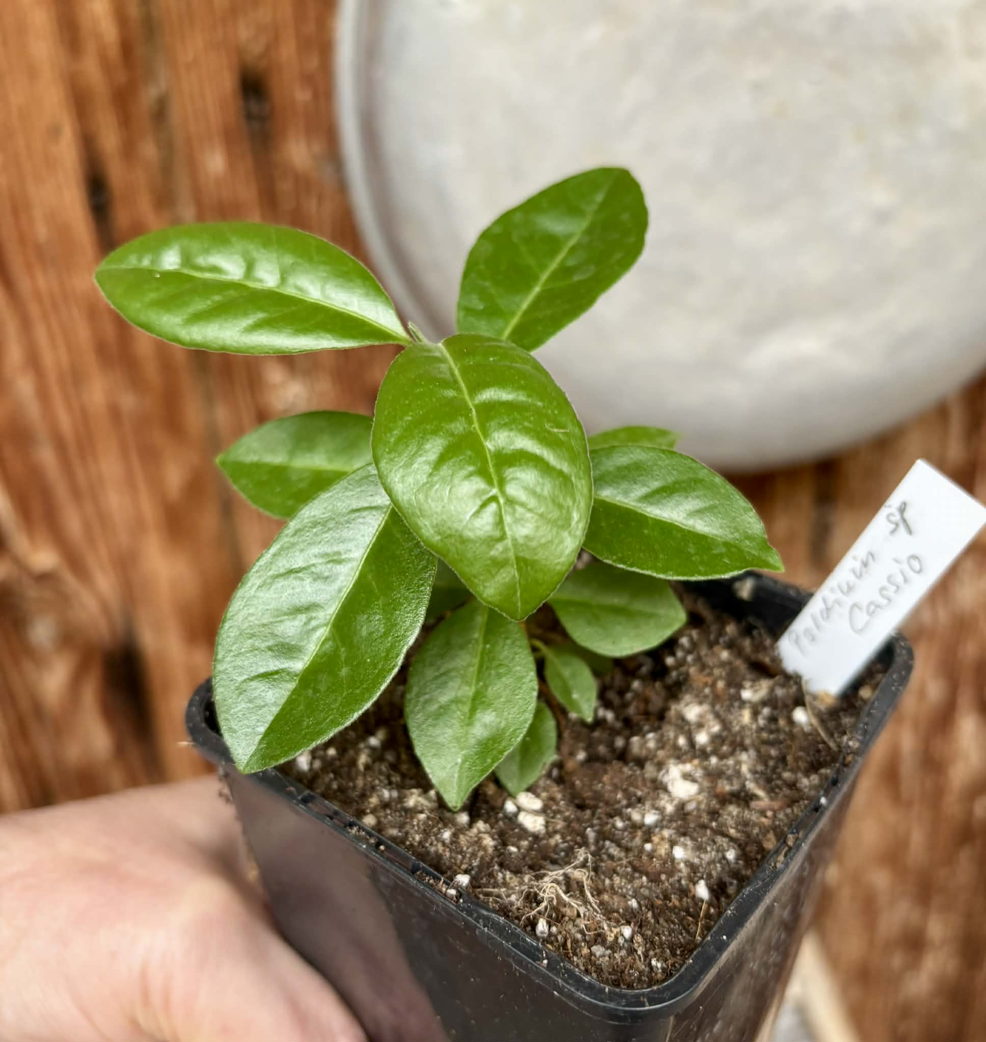 last plant - Psidium sp Cassio - 1 potted seedling / 1 getopfter Sämling