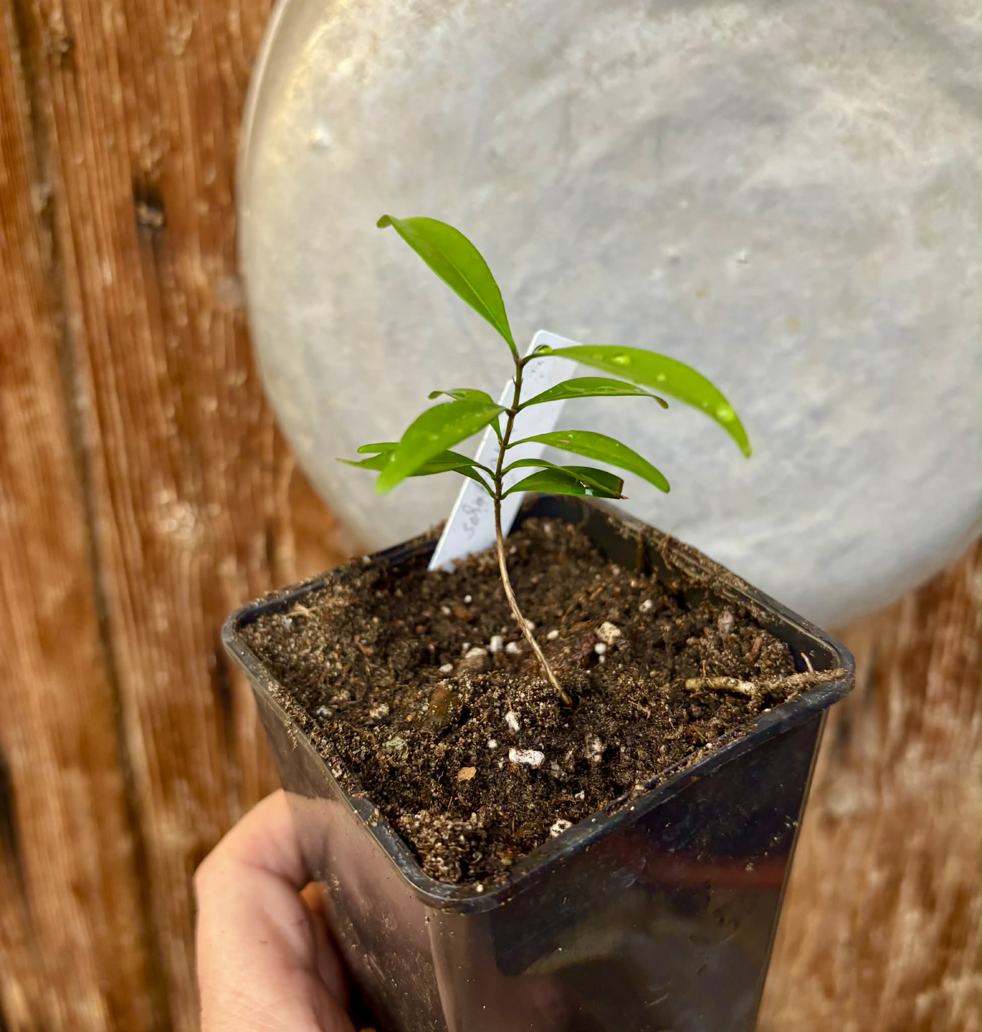 Eugenia schottiana -  1 small potted seedling / 1 kleiner, getopfter Sämling