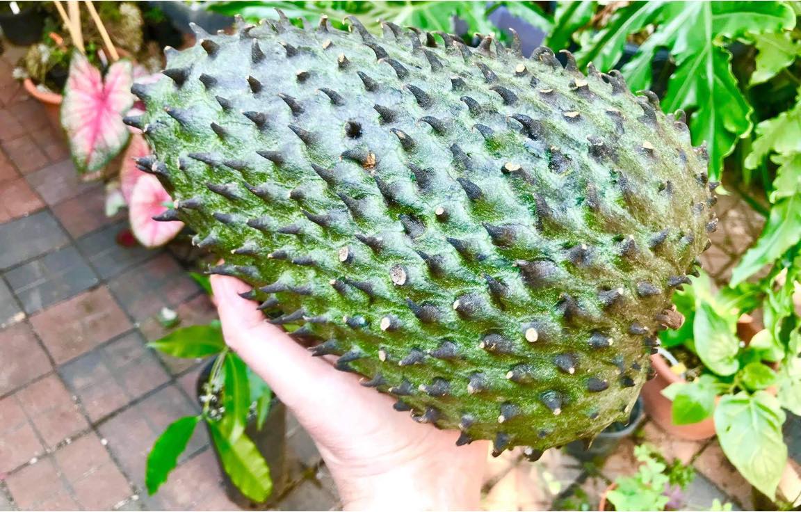Annona muricata "Giant" - Soursop / Stachelannone  - 1 potted plant / 1 getopfte Pflanze