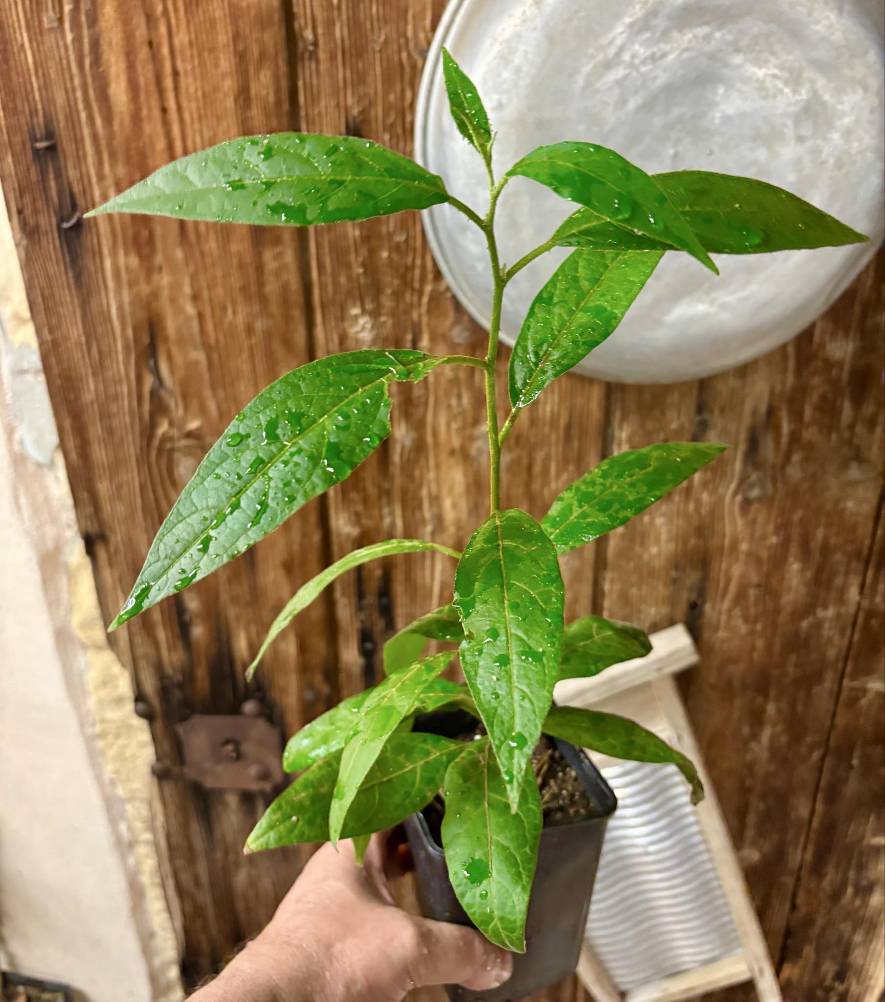 Solanum sp. Mata Escura - 1 potted plant / 1 getopfte Pflanze