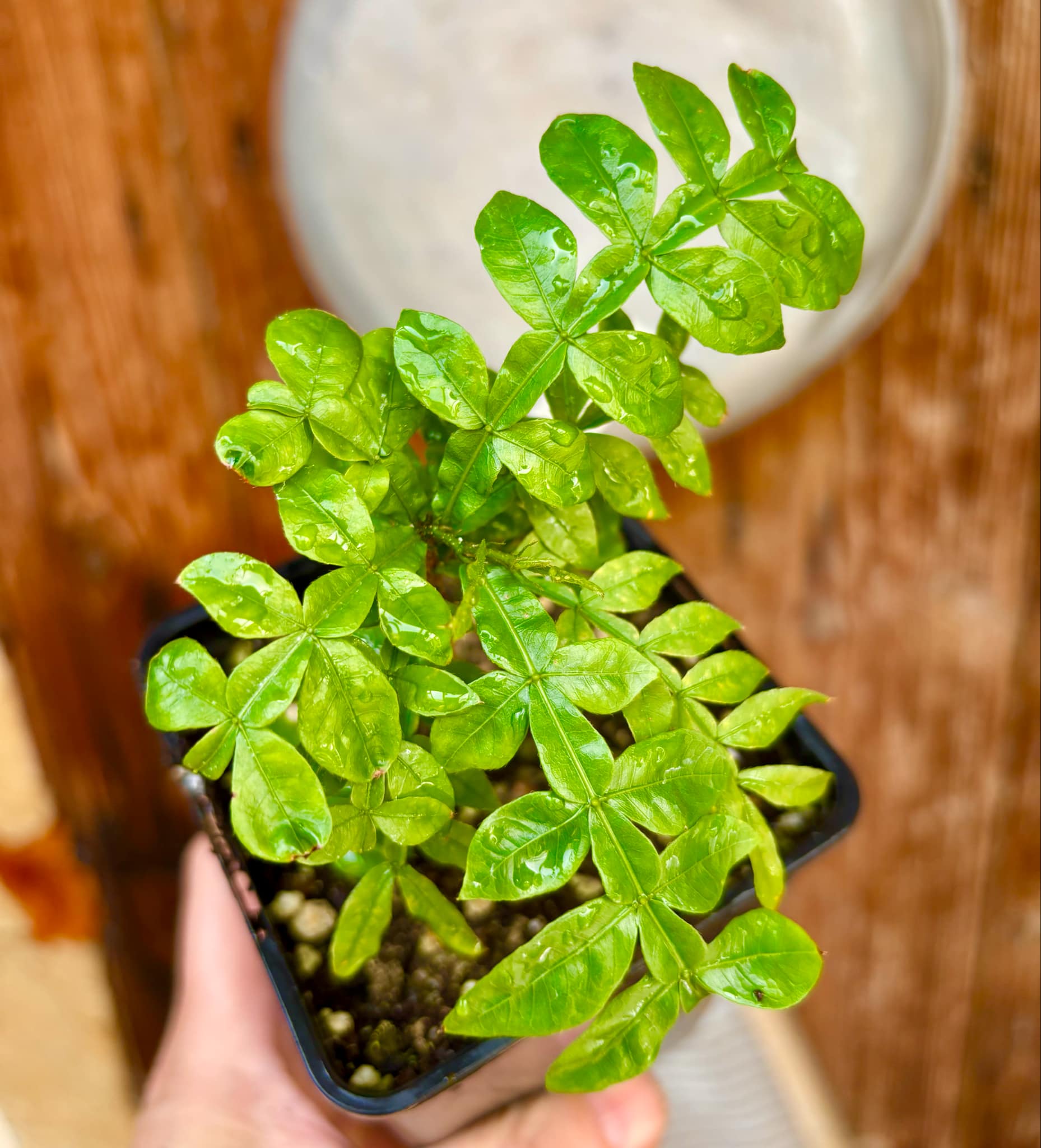 Inga sp Bahia -  1 potted plant / 1 getopfte Pflanze