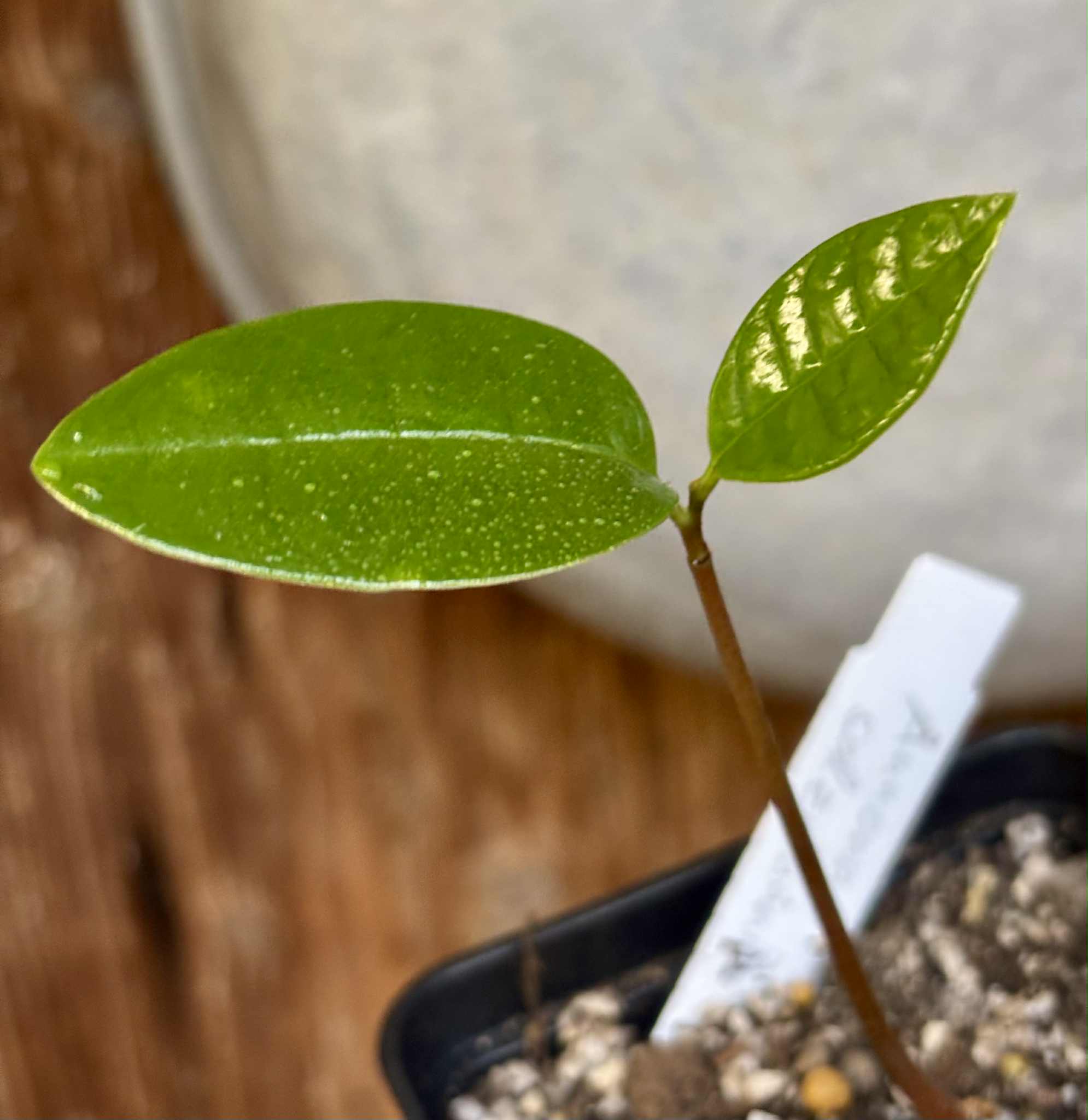 Annona salzmannii - 1 potted seedling / 1 getopfter Sämling