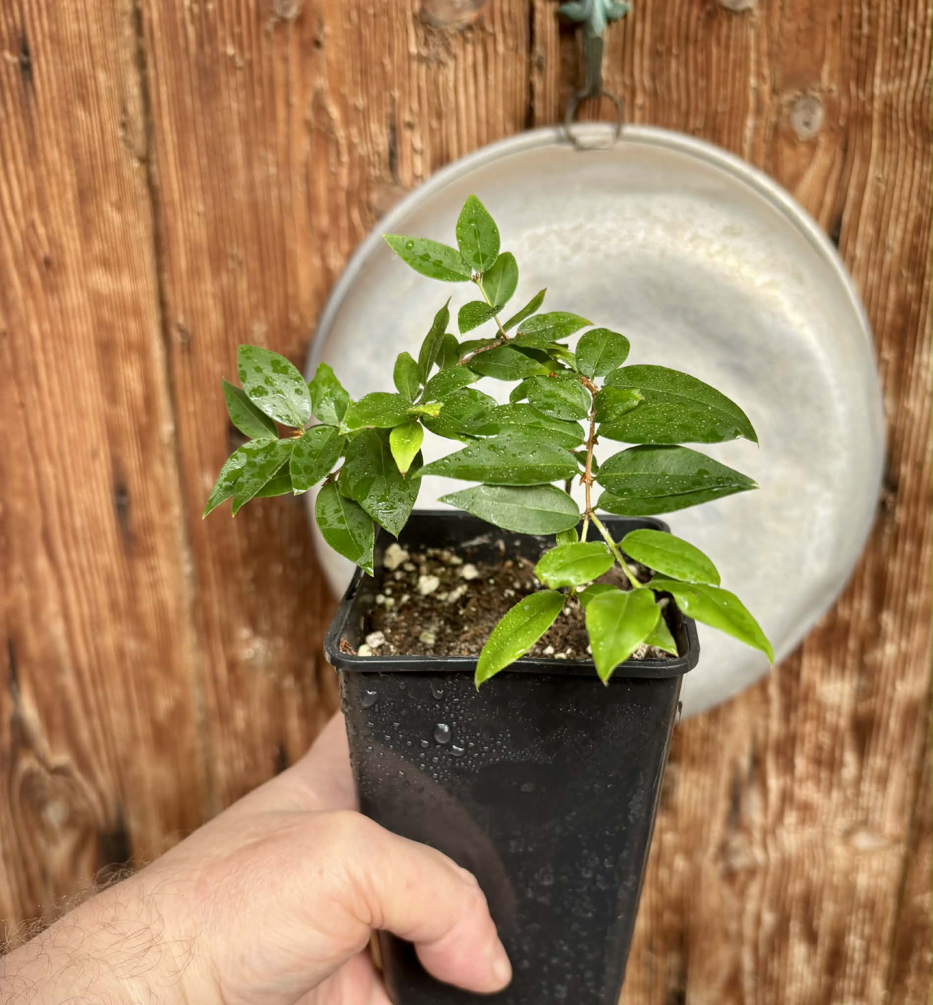 Plinia sp Cruz da Diamantina - 1 potted seedling / 1 getopfter Sämling