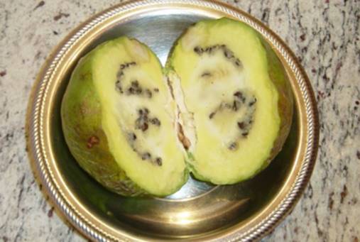 Fruta do Lobo - Wolf Apple (Solanum lycocarpum) - 1 fresh seed / 1 frischer Samen