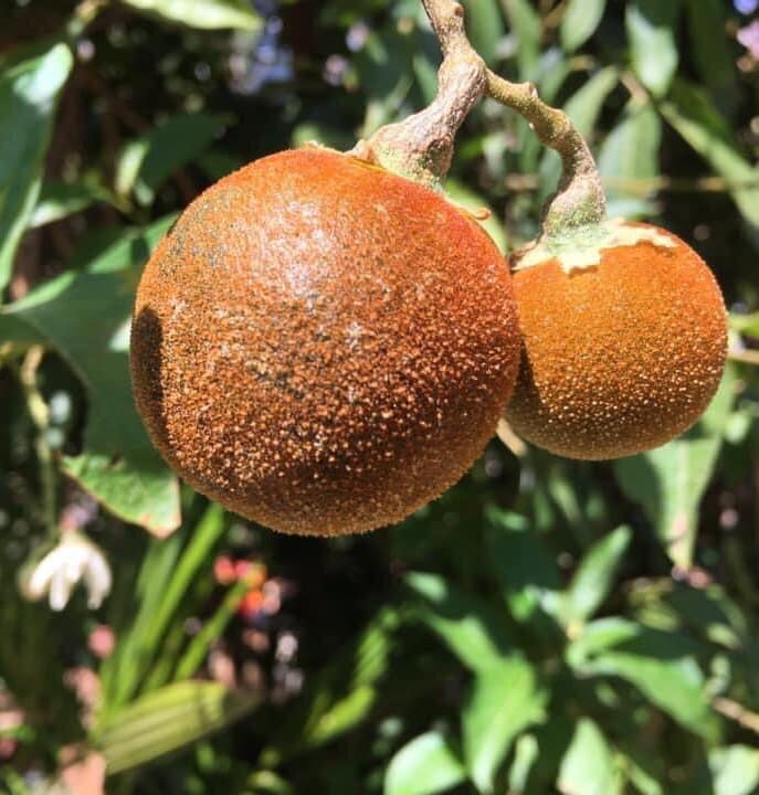Solanum schizandrum - 1 potted seedling / 1 getopfter Sämling