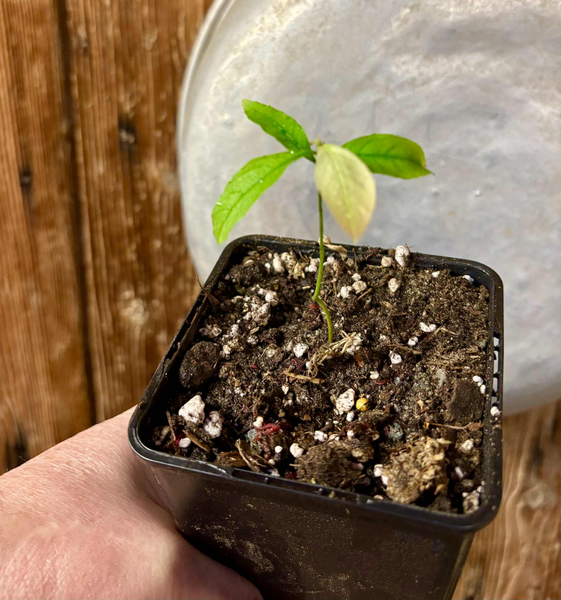 Pseudolmedia sp. Rondonia - 1 potted seedling / 1 getopfter Sämling