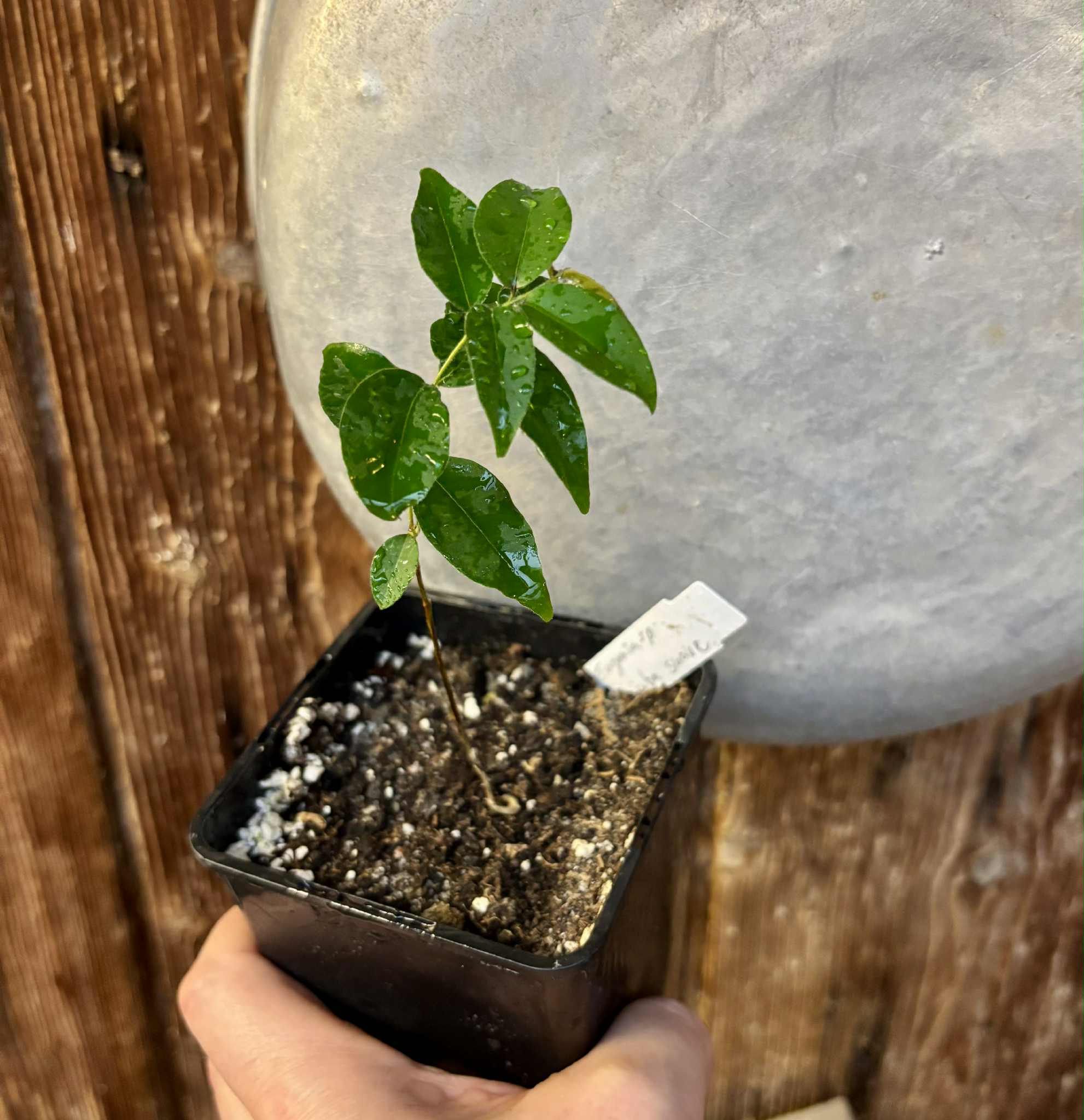 Eugenia sp Guajuba suave -  1 potted seedling / 1 getopfter Sämling