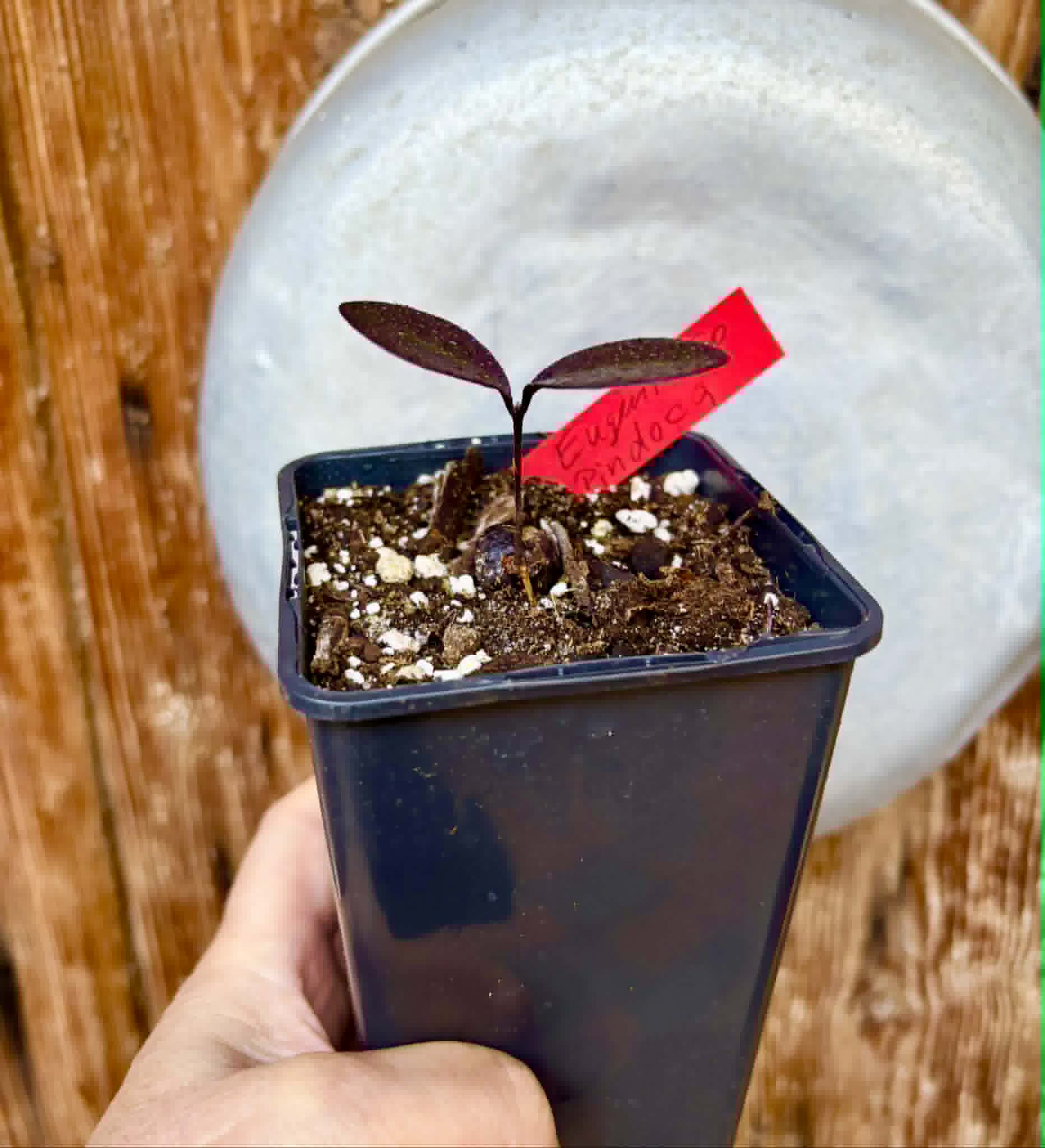 last plant - Eugenia sp Pindoca - 1 potted seedling / 1 getopfter Sämling