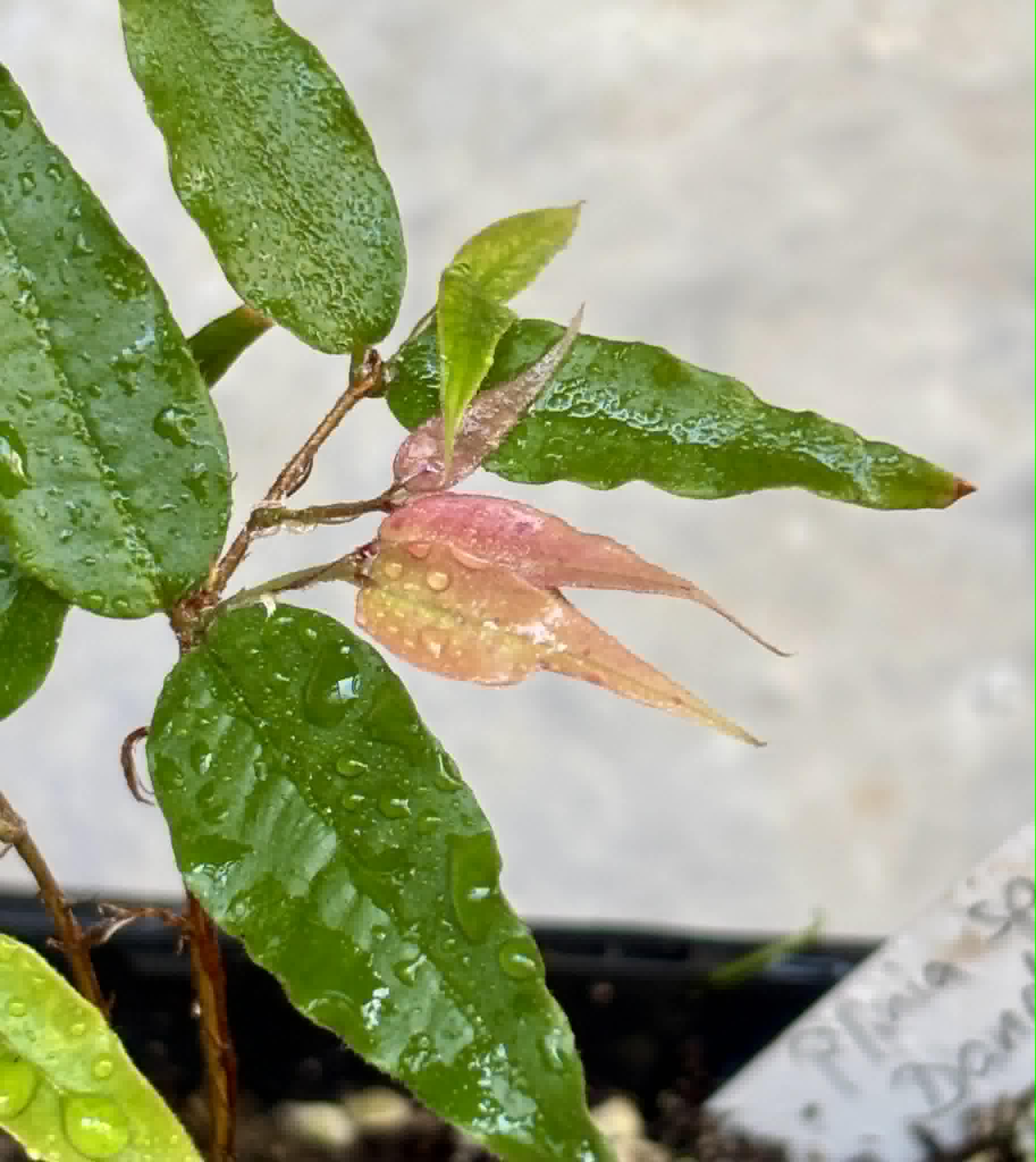 Plinia sp Dandara -  1 small potted seedling / 1 kleiner, getopfter Sämling