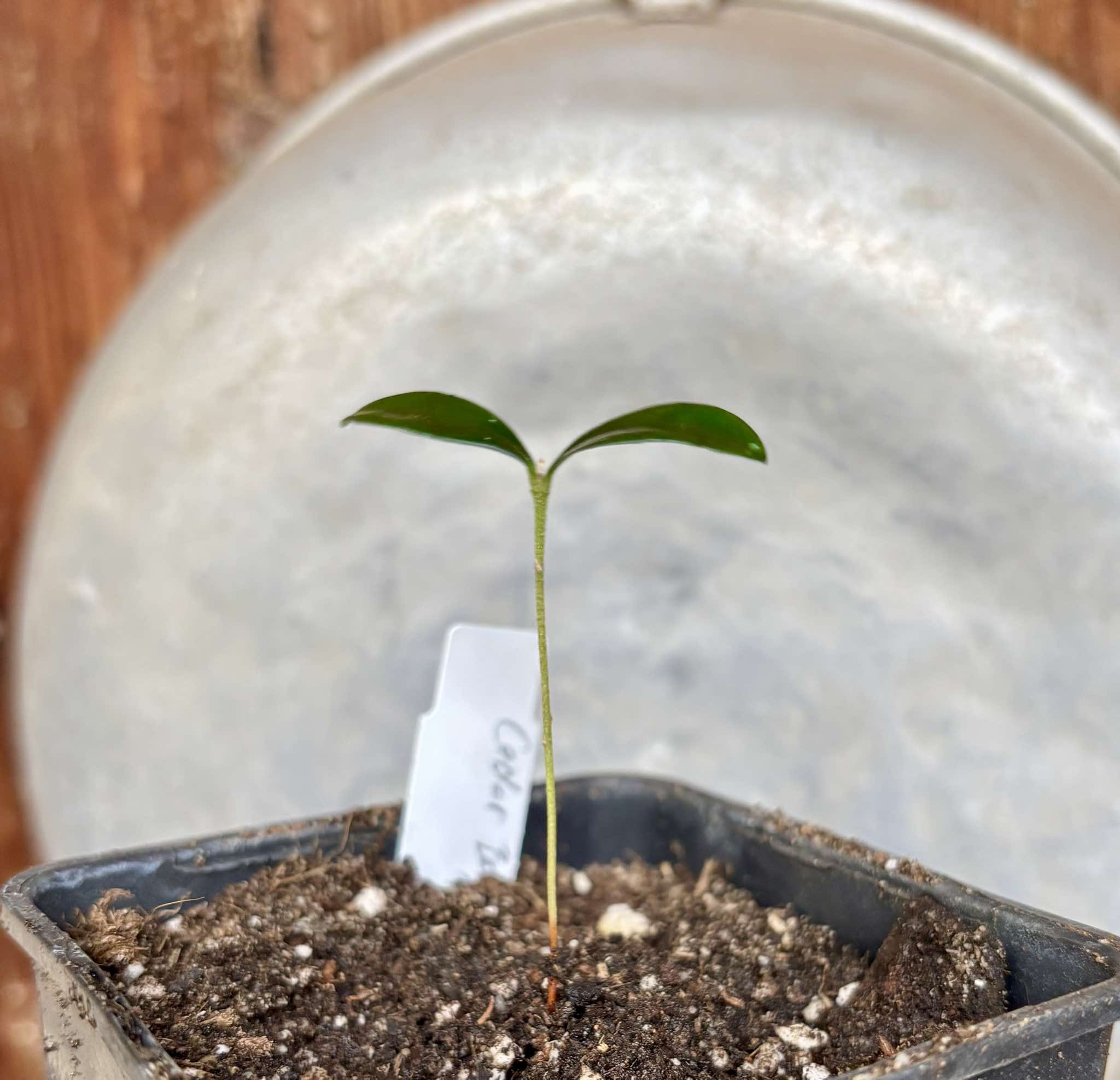 Eugenia reinwardtiana - Cedarbay Cherry -  1 small potted seedling / 1 kleiner, getopfter Sämling