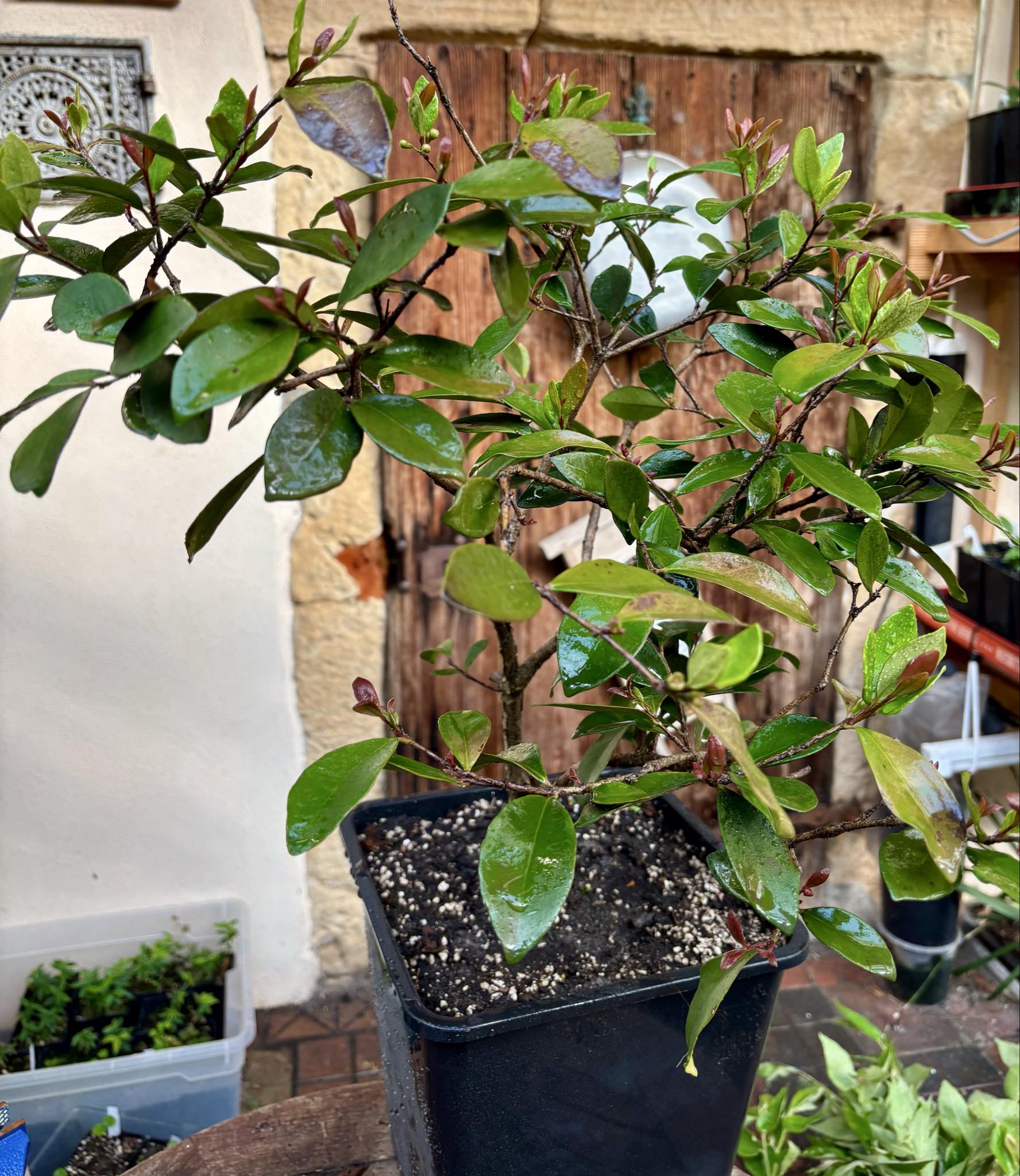 6 years old - Cedar Bay Cherry (Eugenia reinwardtiana) - 1 potted plant / 1 getopfte Pflanze