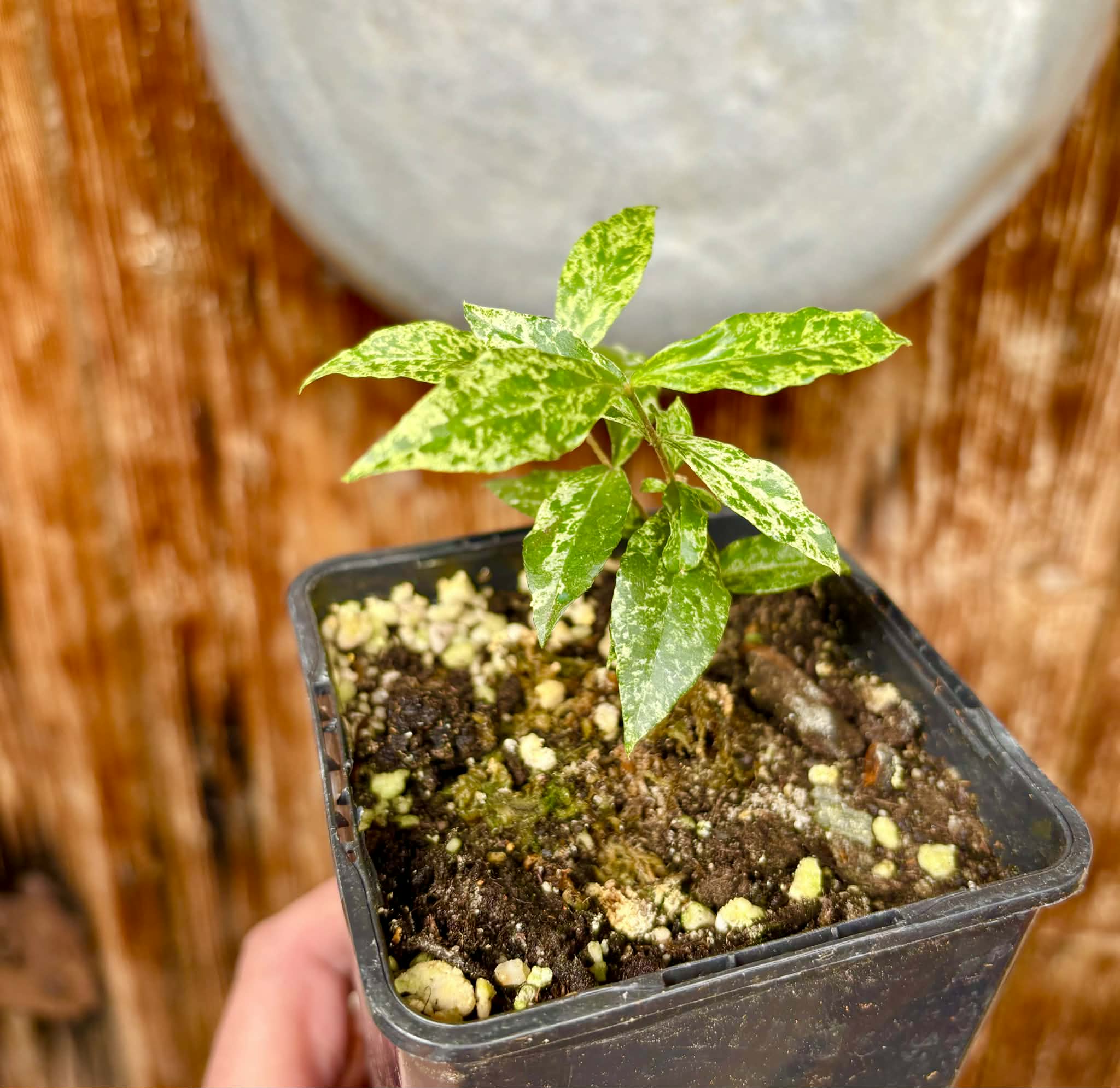 variegated Acerola (Malpighia glabra) rooted cutting - 1 potted rooted cutting / 1 getopfter, bewurzelter Steckling