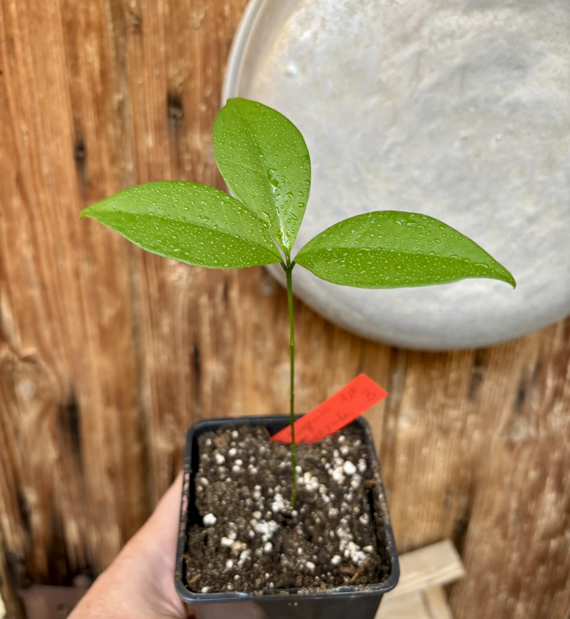 Hybrid Typ B - Eugenia sp Itayuba - 1 potted seedling / 1 getopfter Sämling