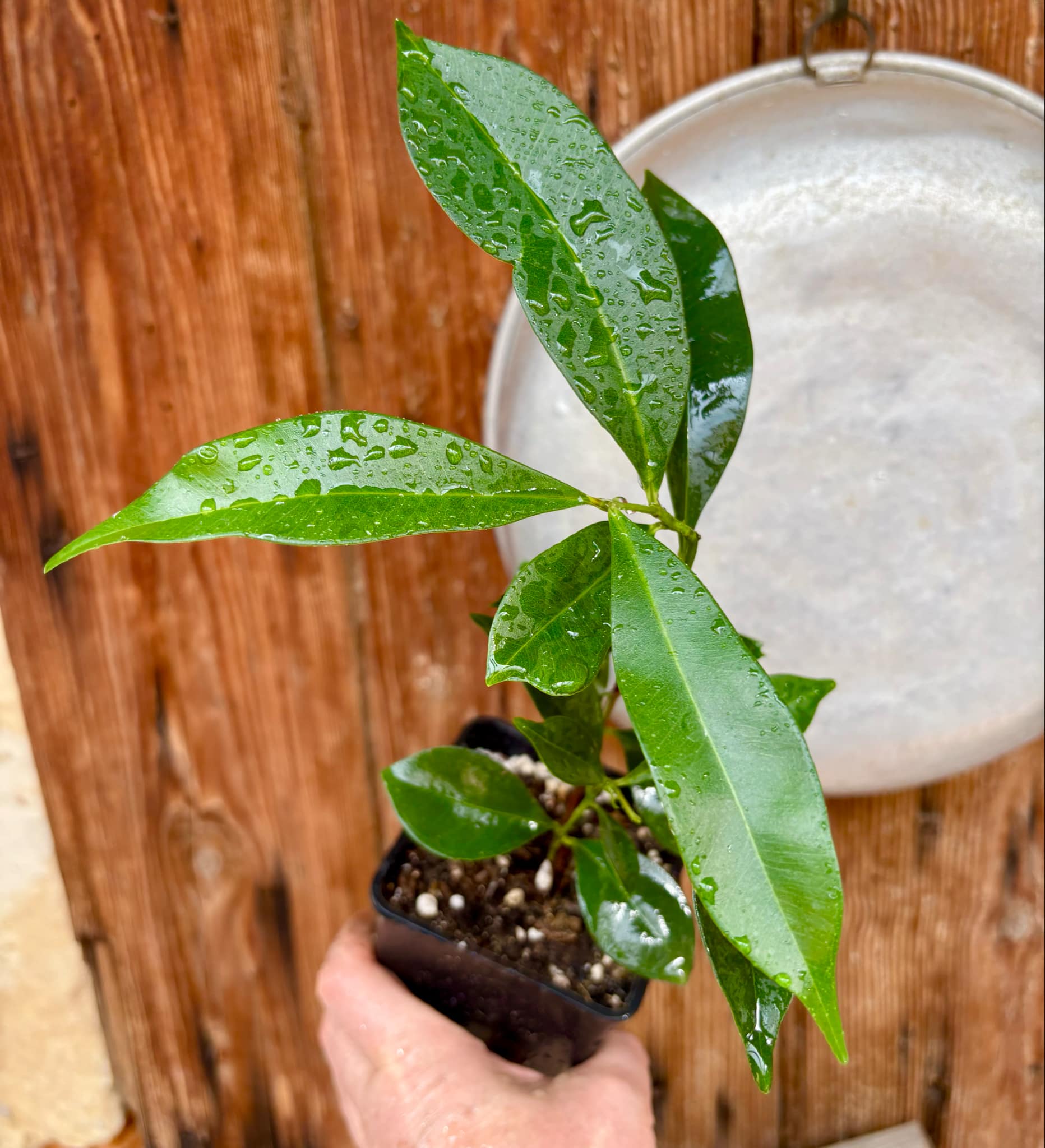 Syzygium cumini - 1 potted plant / 1 getopfte Pflanze