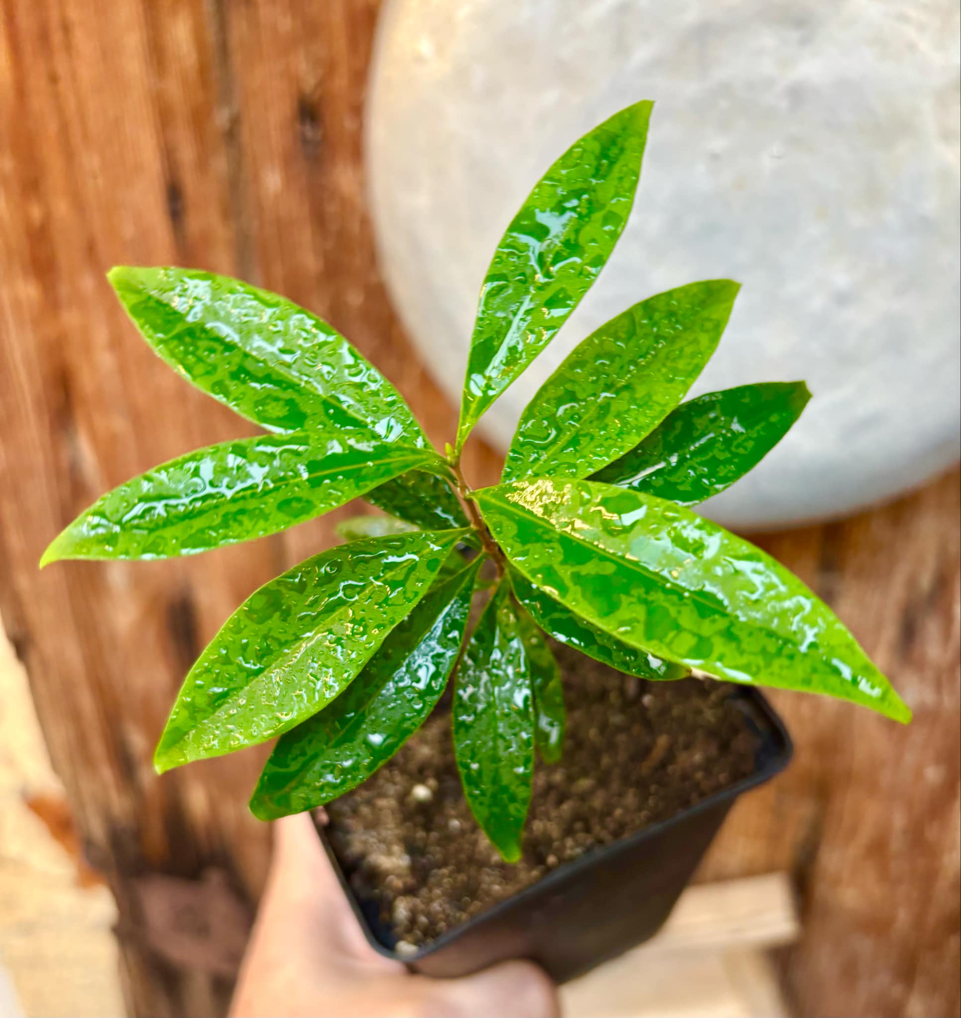 Eugenia punicifolia - 1 potted plant / 1 getopfte Pflanze