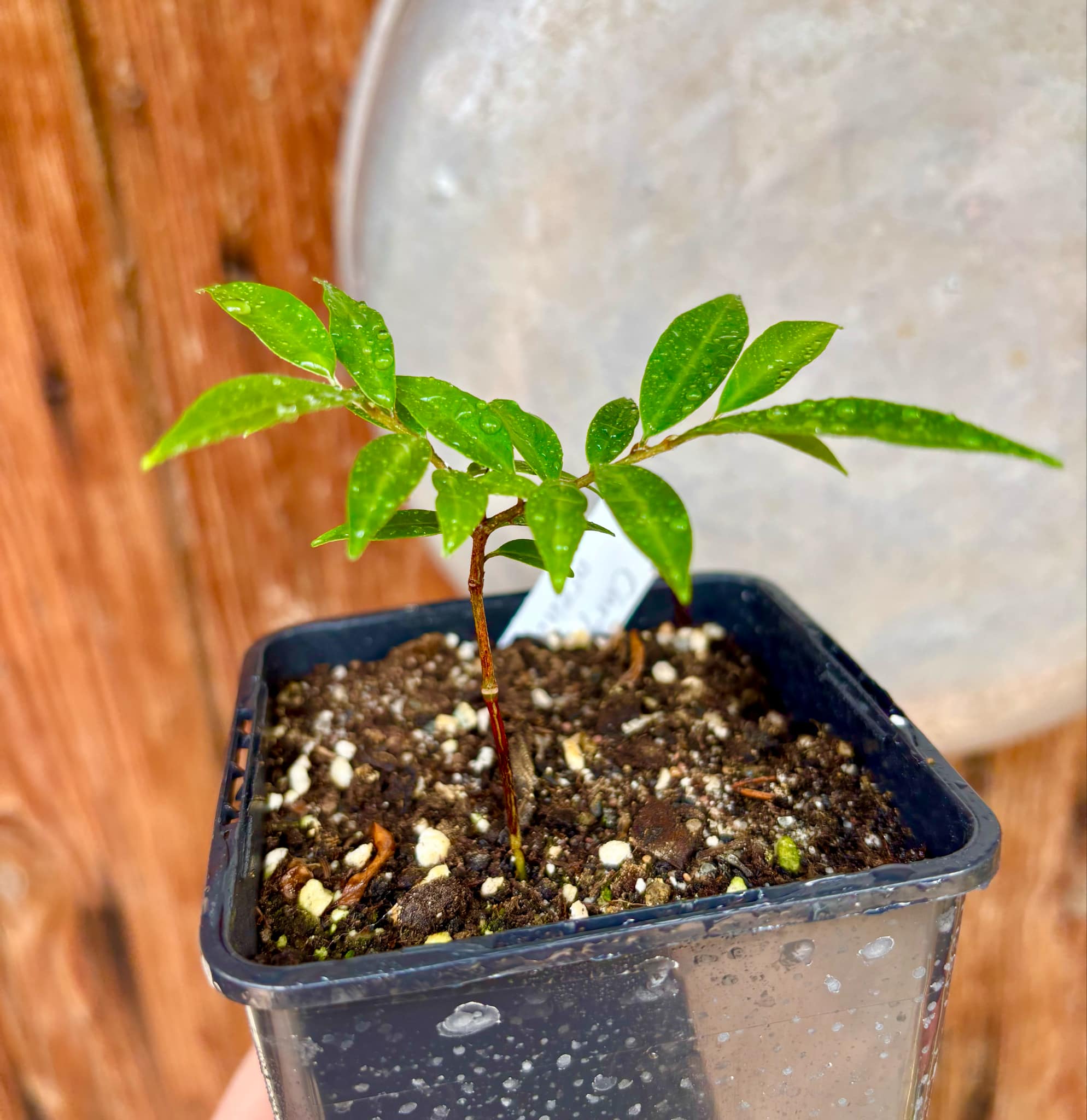 Chrysophyllum arenarium - Ameixa do Nordeste - 1 potted plant / 1 getopfte Pflanze Chrysophyllum arenarium - Ameixa do Nordeste - 1 potted plant / 1 getopfte Pflanze