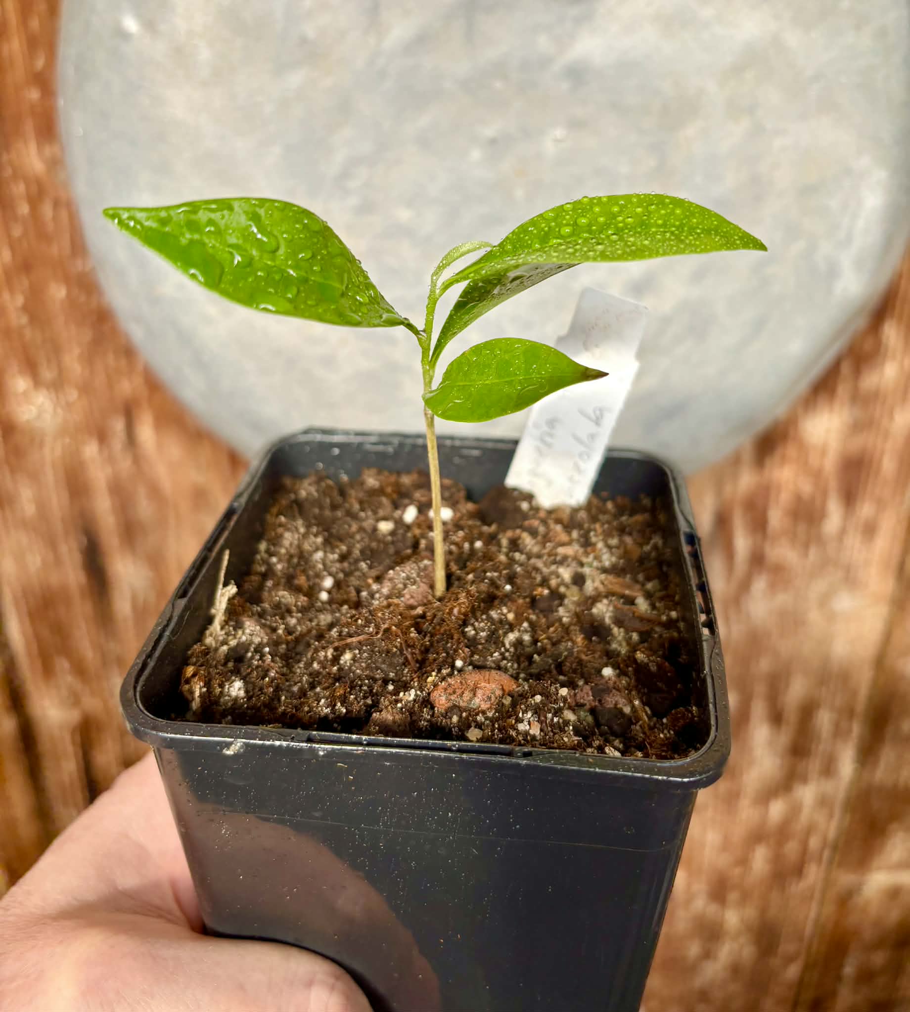 Duguetia aff. lanceolata - Pindauva Roxa -   1 potted plant / 1 getopfte Pflanze