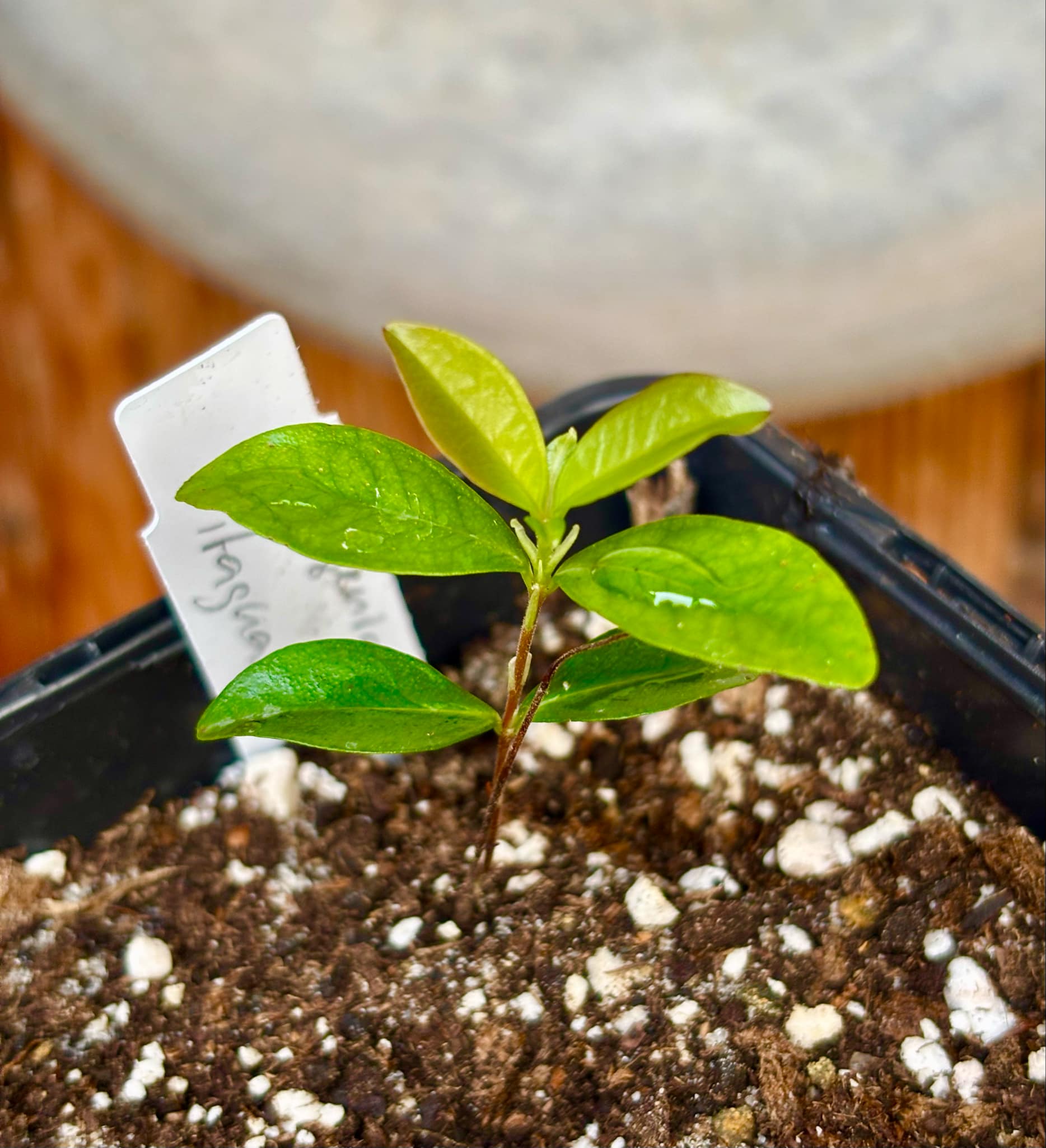 Dwarf Grumixama (Eugenia itaguahiensis) - 1 small potted seedling / 1 kleiner, getopfter Sämling Dwarf Grumixama (Eugenia itaguahiensis) - 1 small potted seedling / 1 kleiner, getopfter Sämling