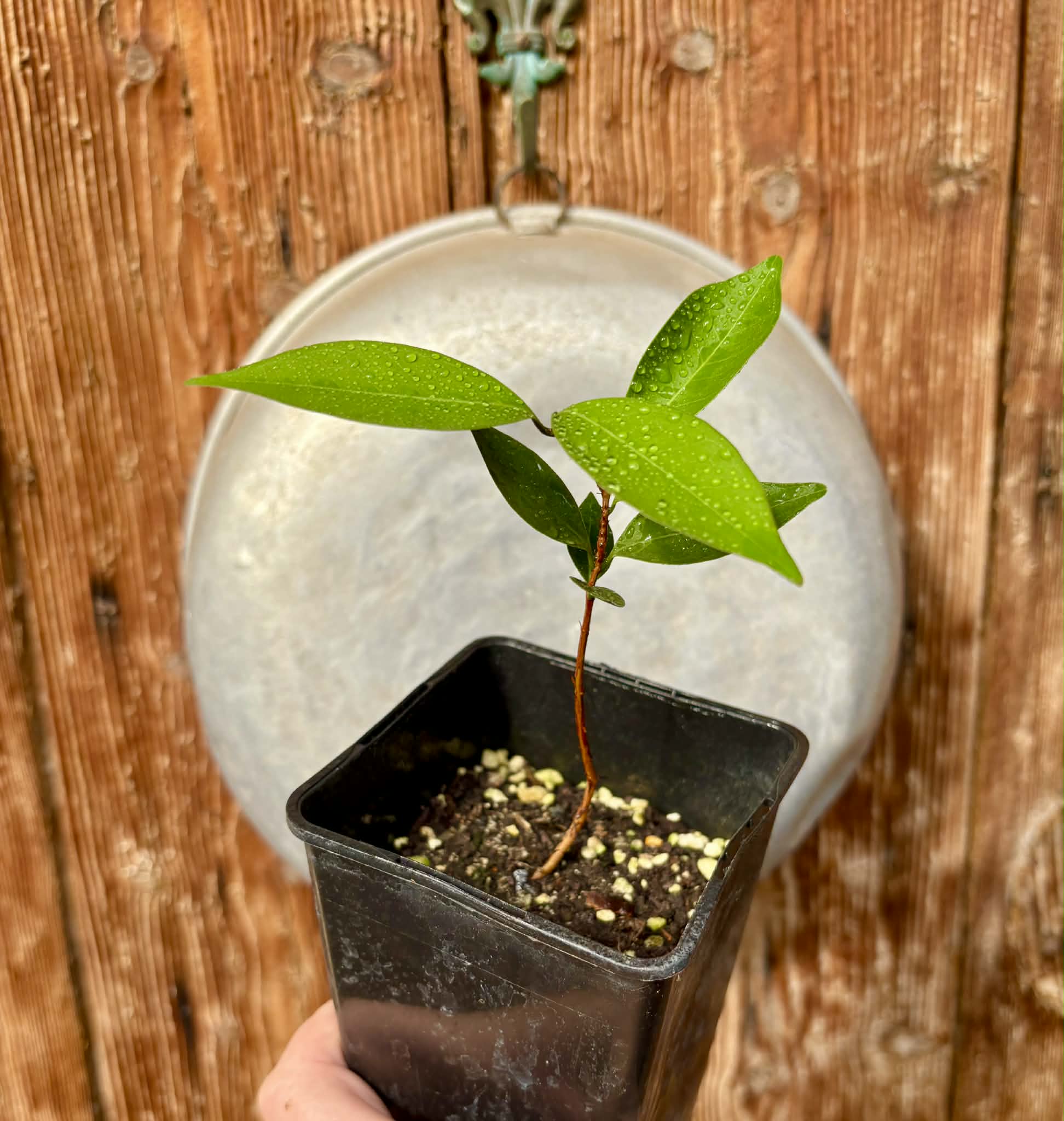 Eugenia flamingensis - 1 potted seedling / 1 getopfter Sämling