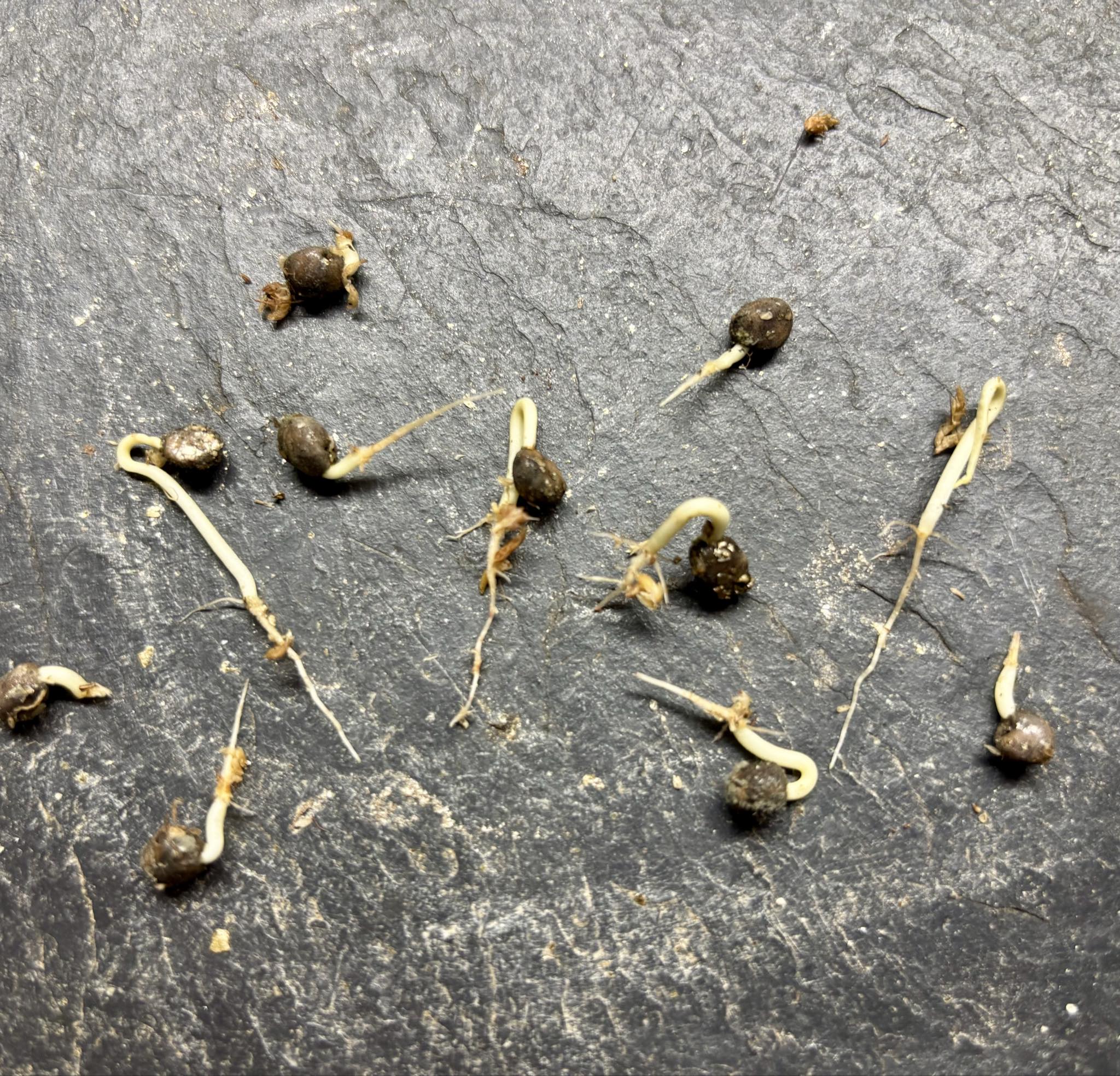 Psidium sp Aporá - 1 germinated seed / 1 gekeimter Samen