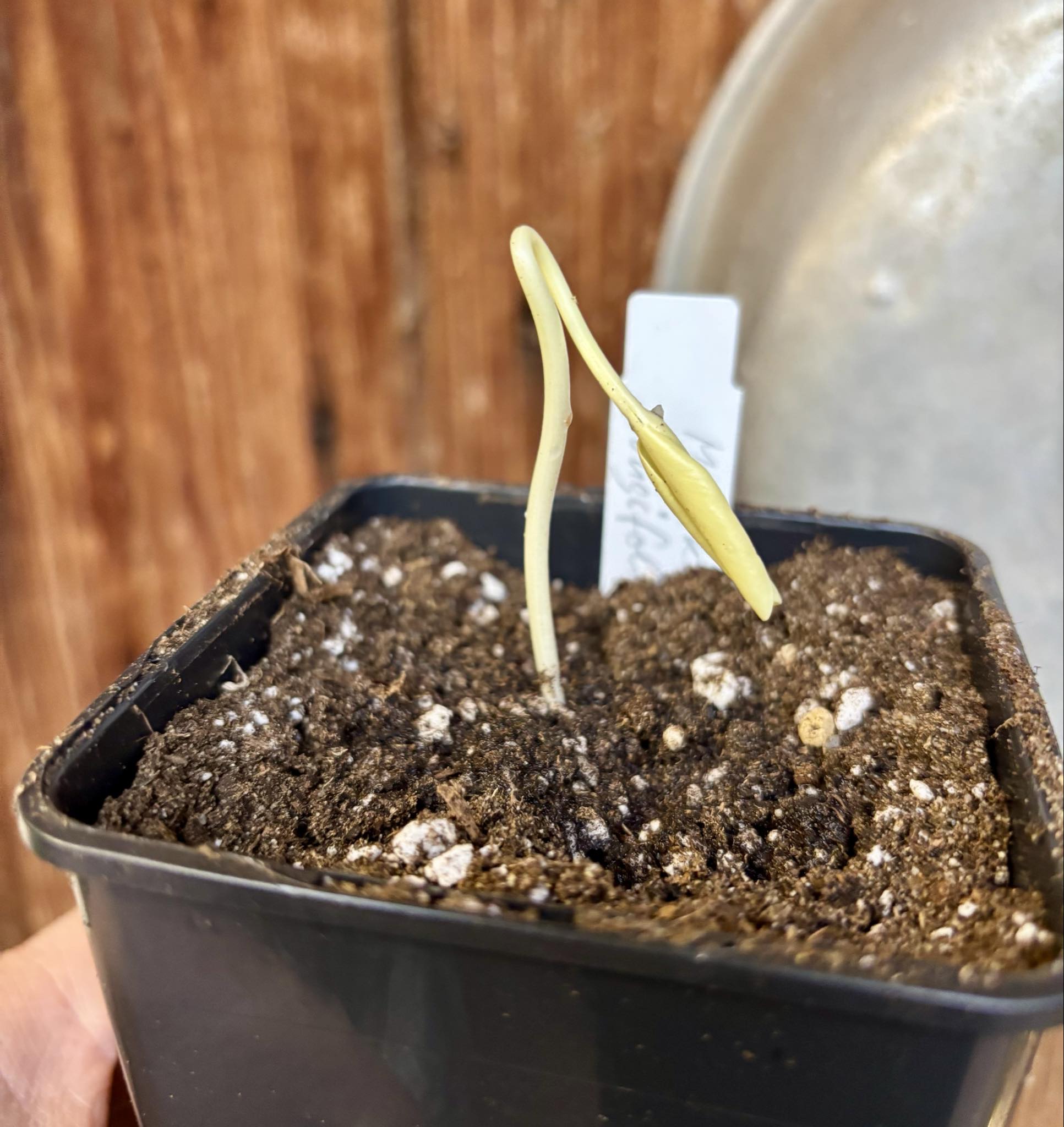 Manilkara longifolia - 1 potted seedling / 1 getopfter Sämling