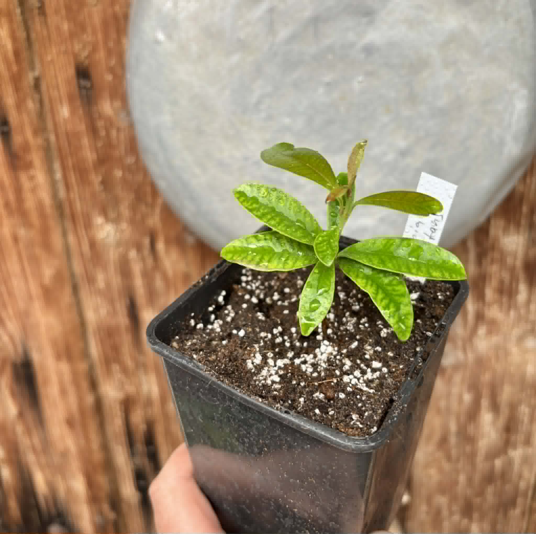 Eugenia nutans - 1 potted seedling / 1 getopfter Sämling