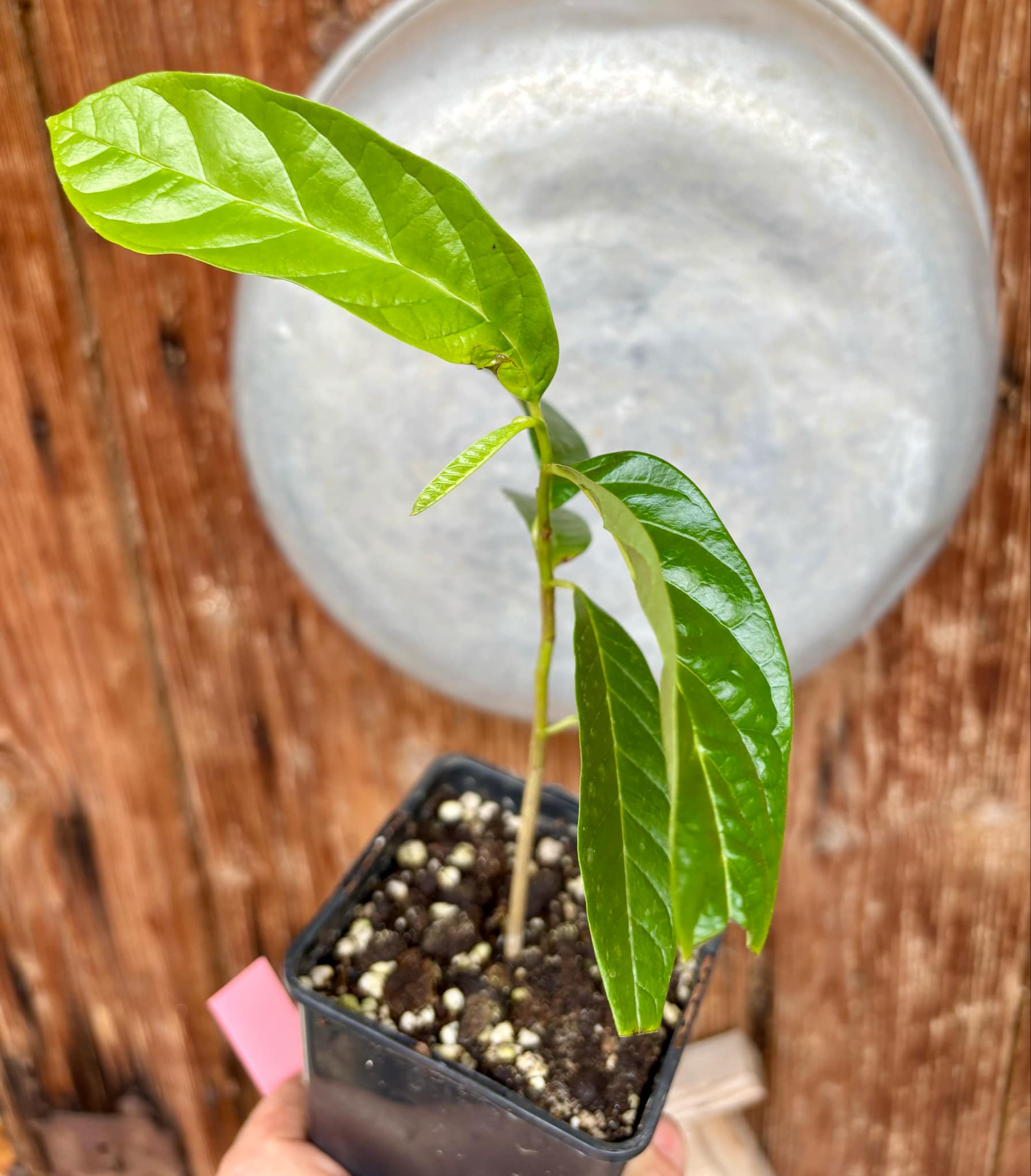 Annona reticulata big pink-red variety - 1 potted plant / 1 getopfte Pflanze