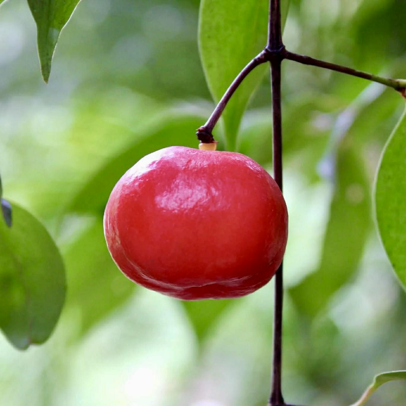 Garcinia lanceifolia - 1 fresh seed / 1 frischer Samen