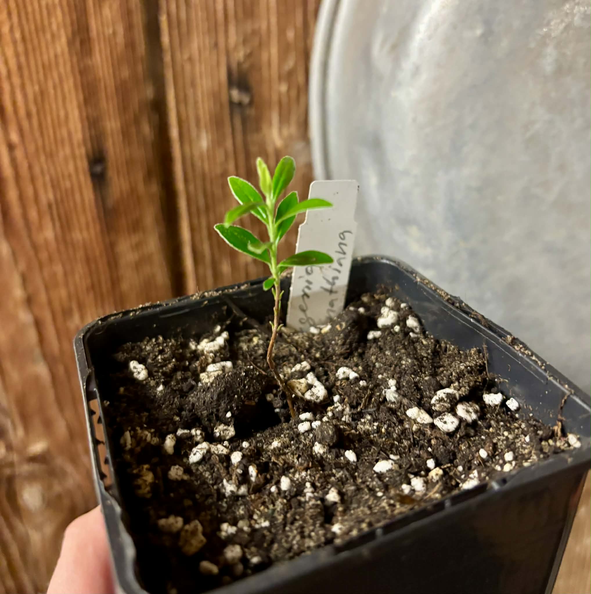 Pitomba (Eugenia luschnathiana) - 1 potted plant / 1 getopfte Pflanze