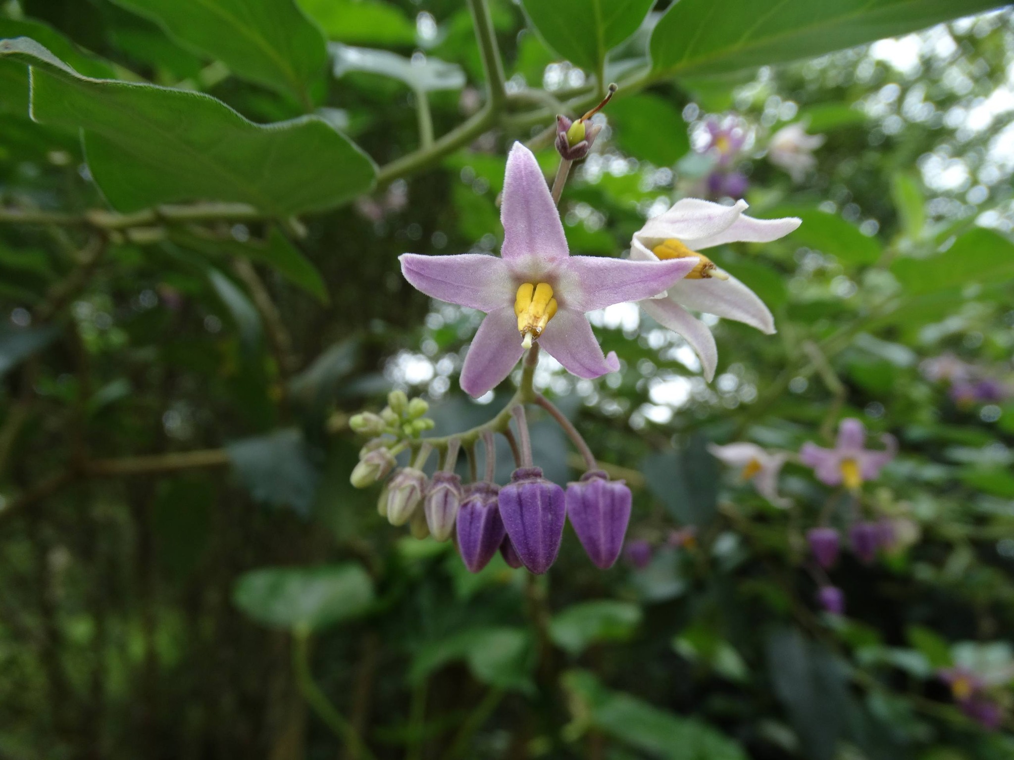 Solanum pelagicum - 1 fresh seed / 1 frischer Samen