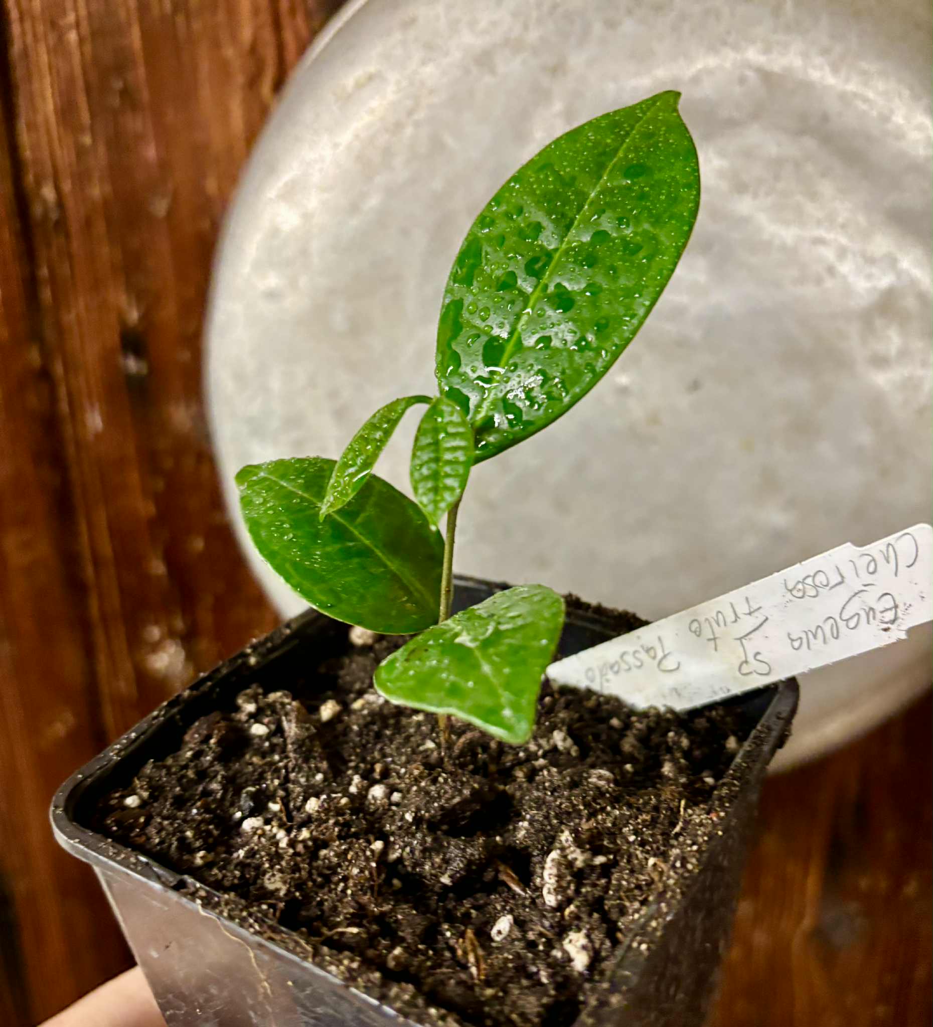 Eugenia sp Cheirosa Fruto Passado - 1 potted seedling / 1 getopfter Sämling Eugenia sp Cheirosa Fruto Passado - 1 potted seedling / 1 getopfter Sämling