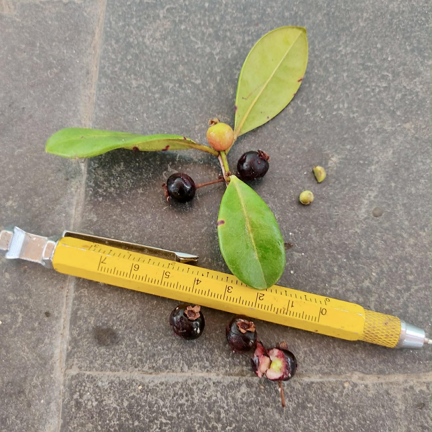 Pre Order - Psidium sp Camamu - 1 fresh seed / 1 frischer Samen