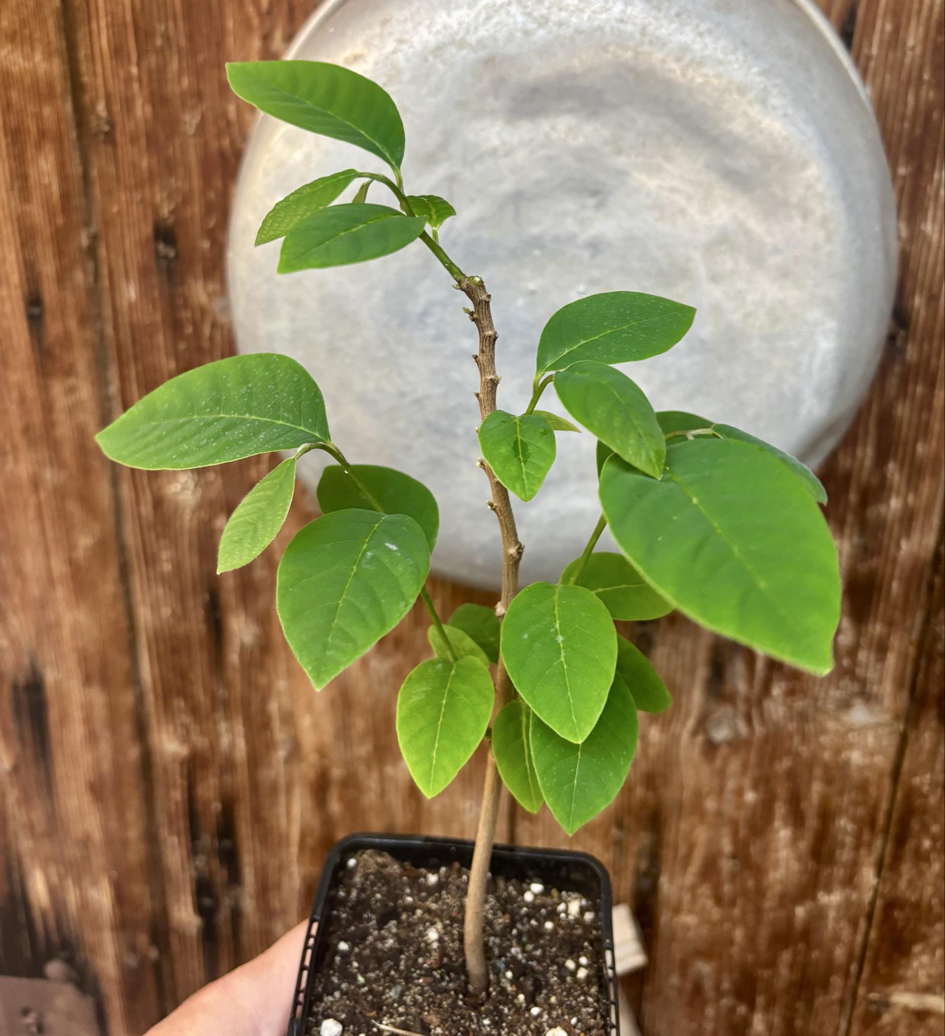 Cherimoya var. Fino de Jete (Annona cherimola) - 1 potted plant / 1 getopfte Pflanze