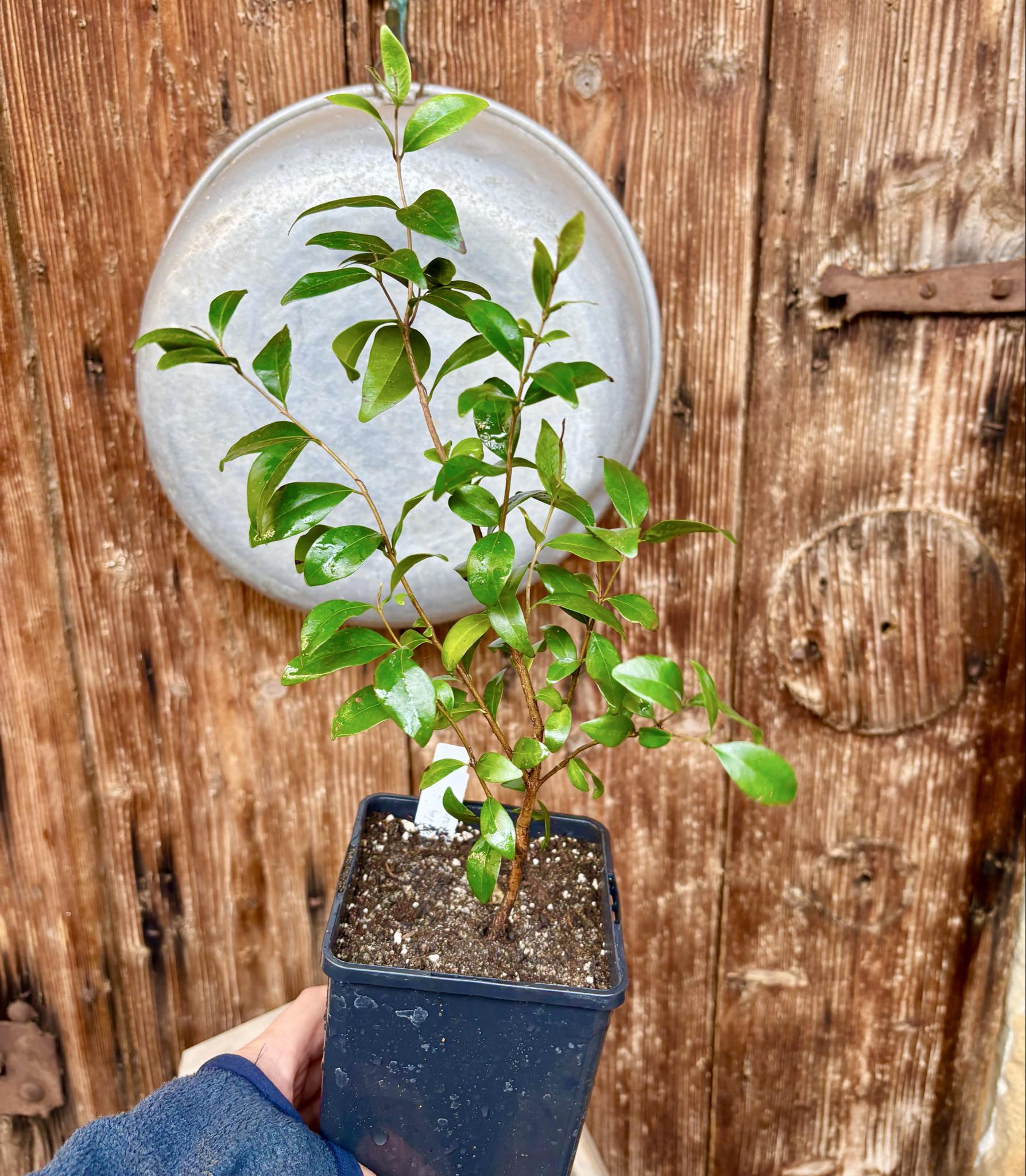  three years old - Eugenia repanda - 1 potted plant / 1 getopfte Pflanze