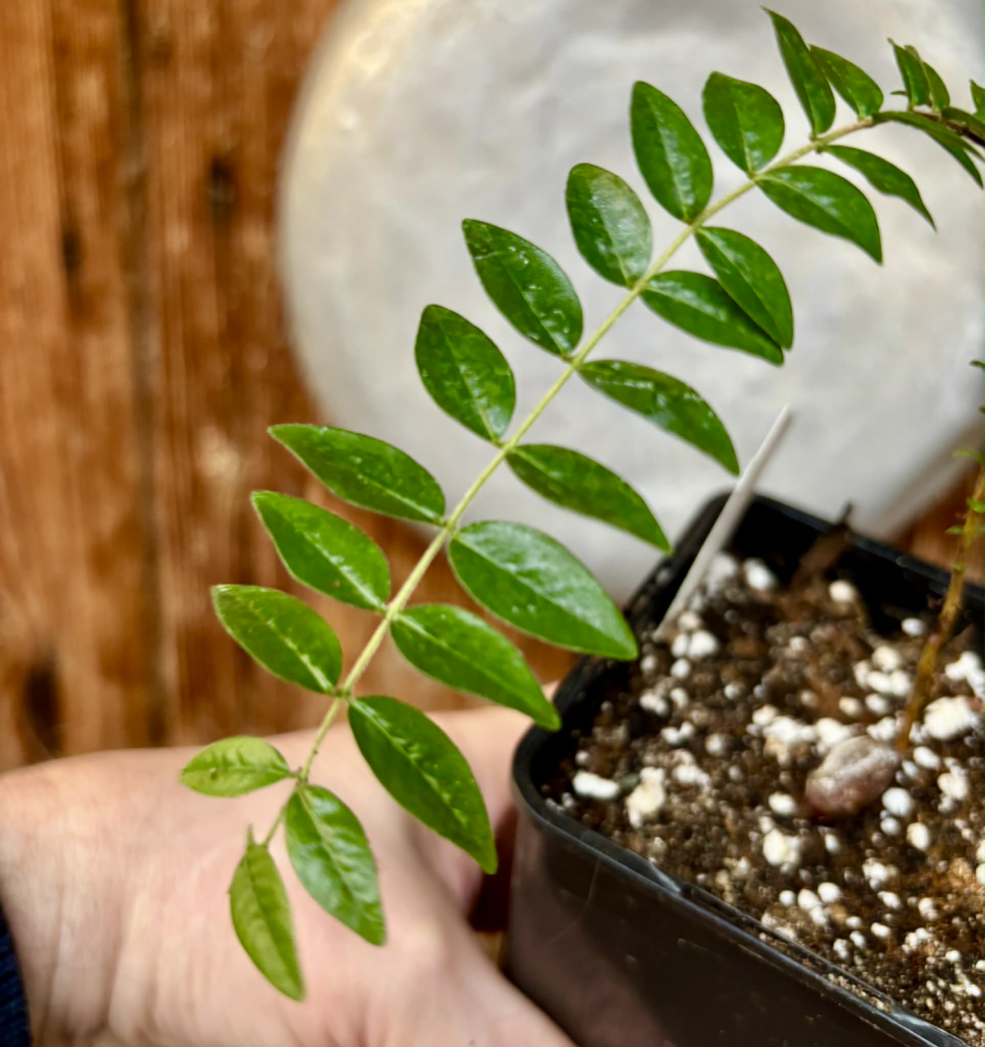 Myrciaria sp Pastora - 1 potted seedling / 1 getopfter Sämling