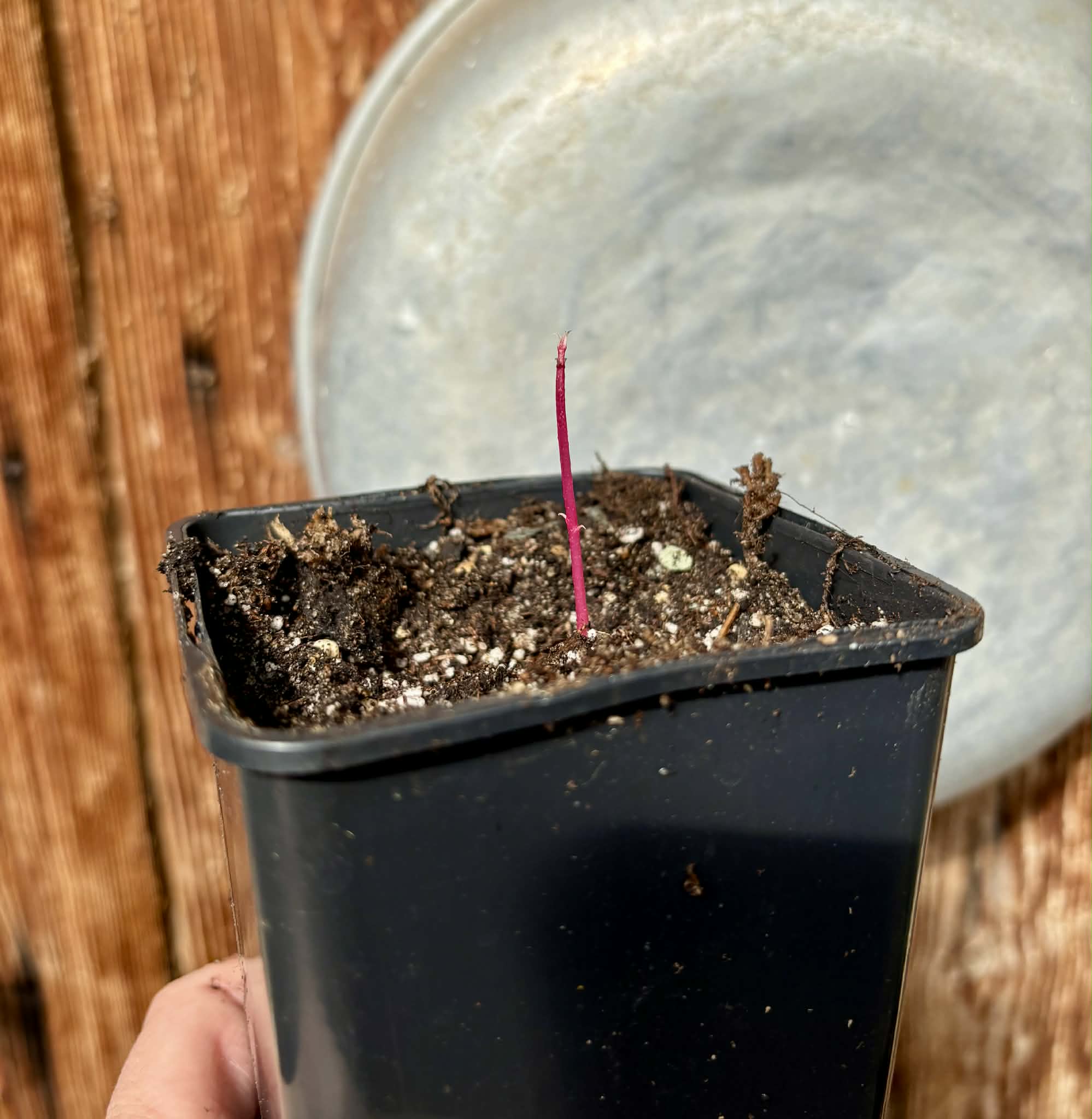 Syzygium rubrocarpum - 1 potted plant / 1 getopfte Pflanze