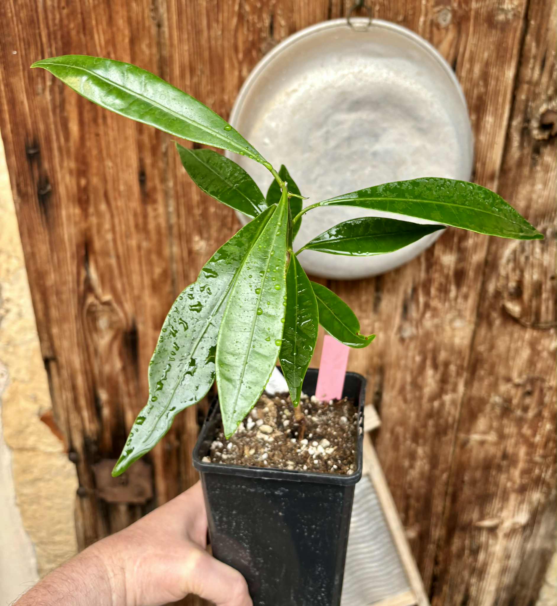 Pouteria macahensis - 1 potted seedling / 1 getopfter Sämling