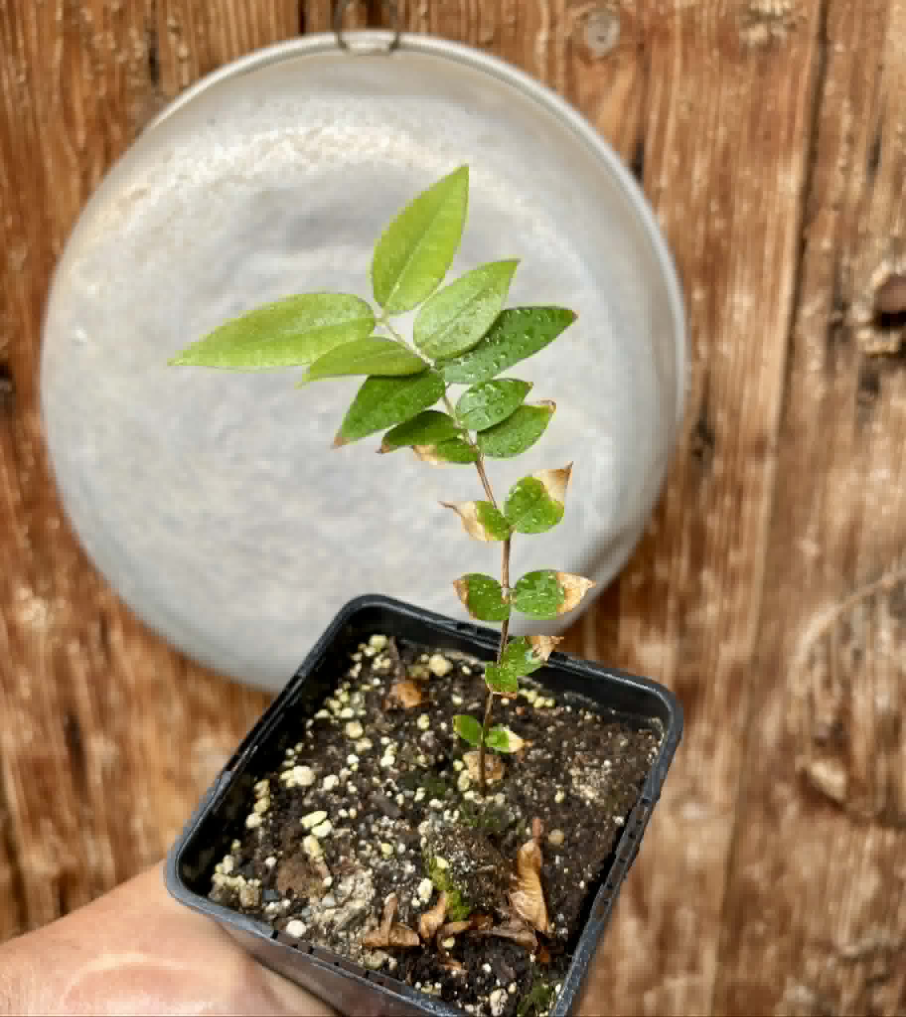 Myrciaria sp Cabeludinha preta (Blue Glomerata) - 1 pottet seedling / 1 getopfter Sämling
