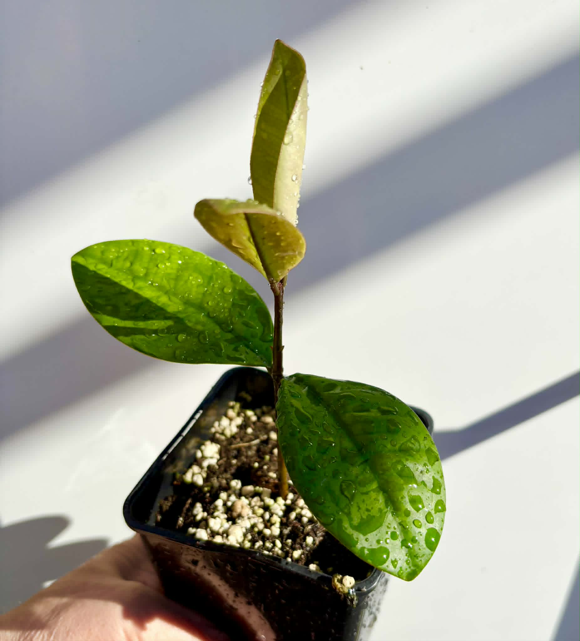 Eugenia sp Essencia negra - 1 potted seedling / 1 getopfter Sämling