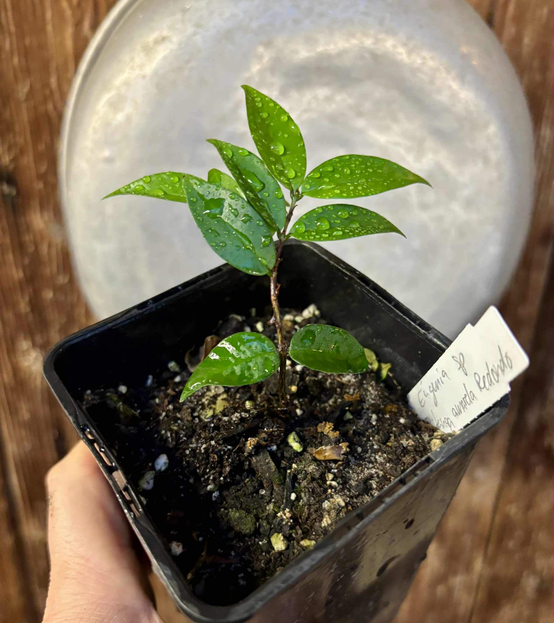 Eugenia sp Amarela Redonda - 1 potted seedling / 1 getopfter Sämling