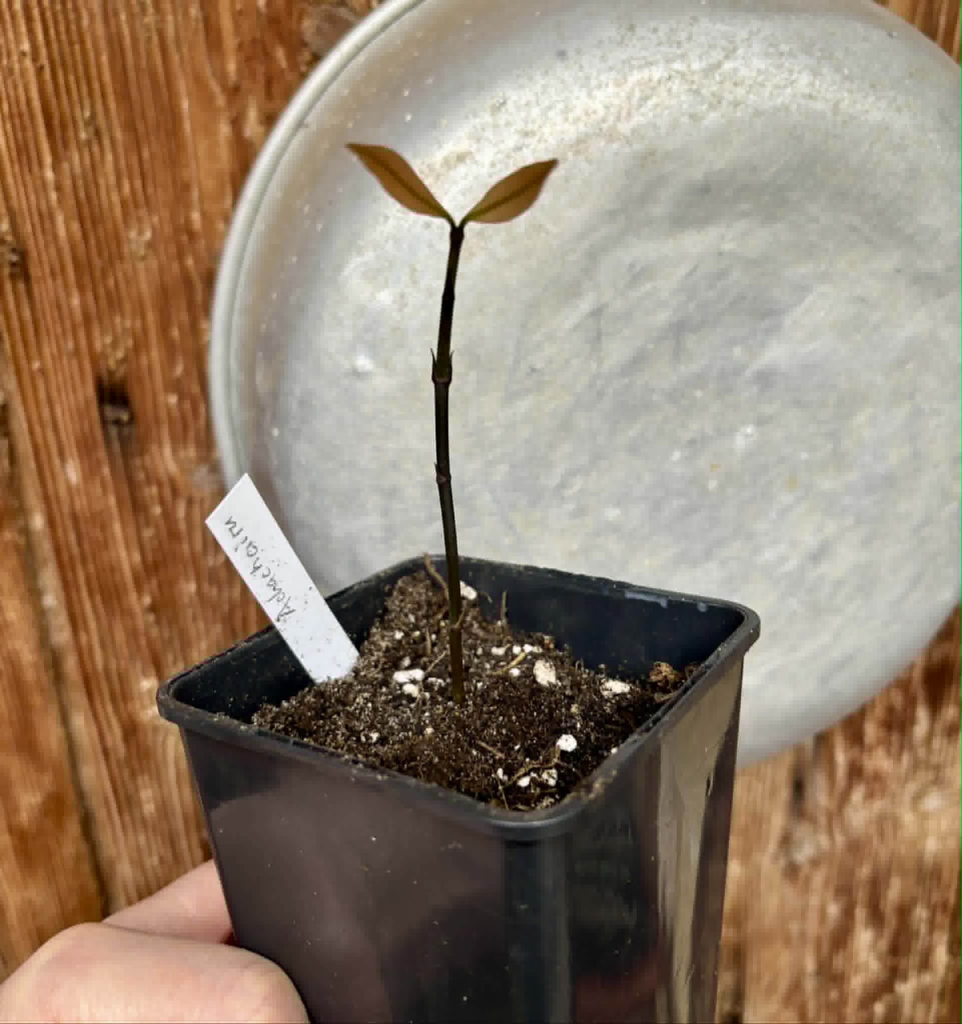 Achachairu (Garcinia humilis) - 1 potted seedling / 1 getopfter Sämling