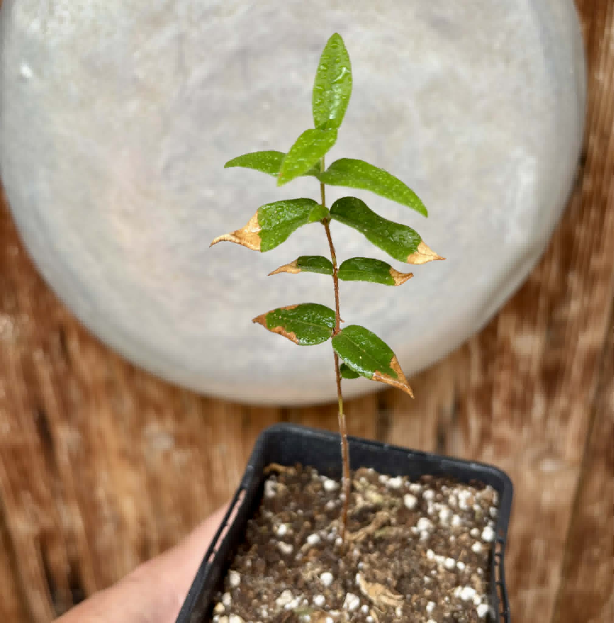 Myrciaria caerulescens (Roxa - Blue Guaquiea) - 1 potted seedling / 1 getopfter Sämling