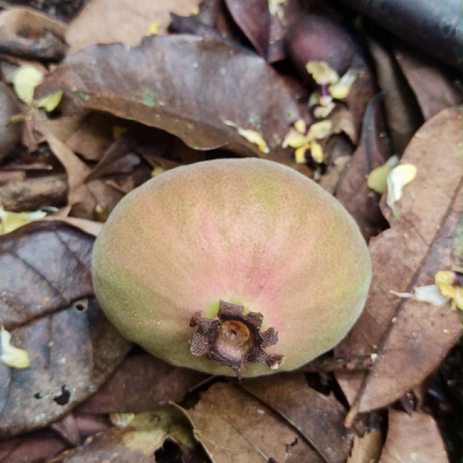 only 1 seed available - Pre-Order - Plinia rara Vermelha - 1 fresh seed / 1 frischer Samen