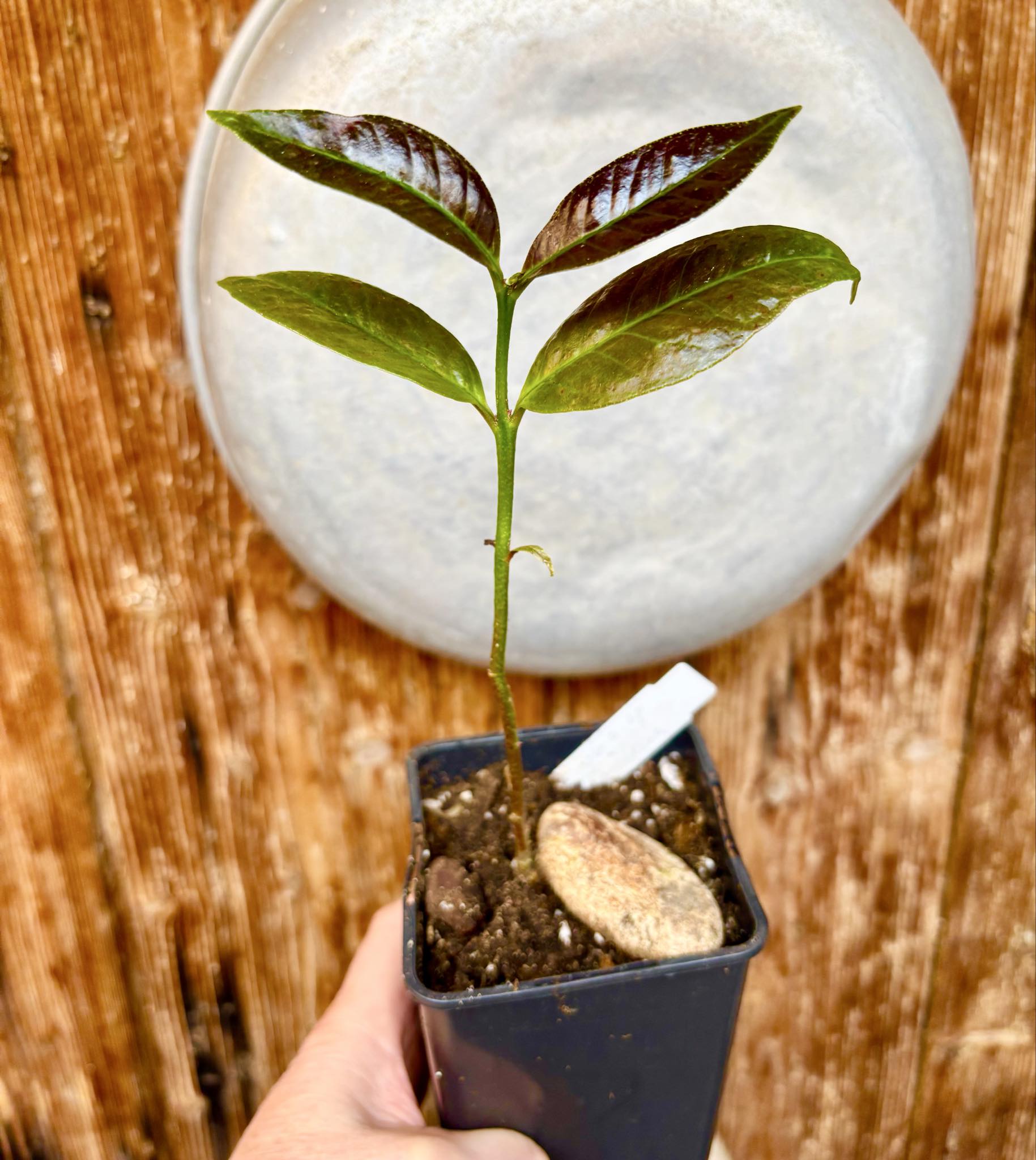 Eugenia sp Terebinthina - 1 potted seedling / 1 getopfter Sämling