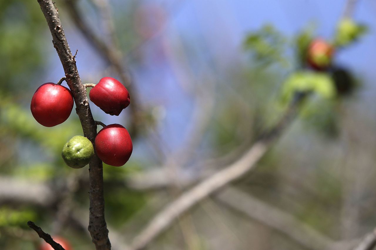 Ciruela (Spondias purpurea) -  1 fresh seed / 1 frischer Samen Ciruela (Spondias purpurea) -  1 fresh seed / 1 frischer Samen