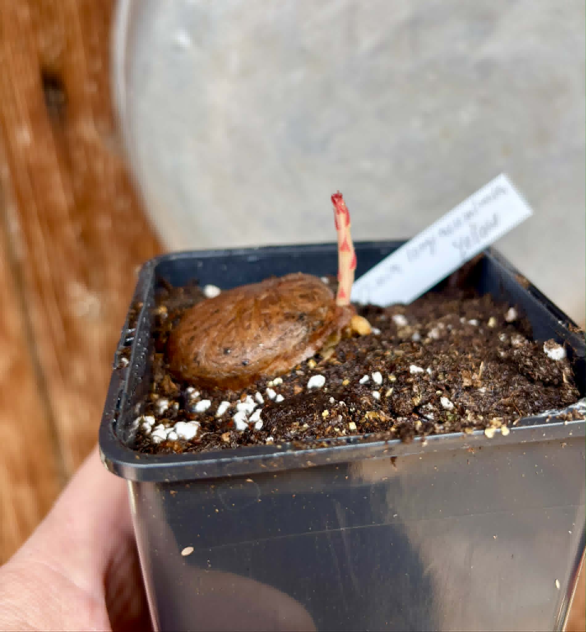 Plinia longiacuminata YELLOW -  1 potted seedling / 1 getopfter Sämling